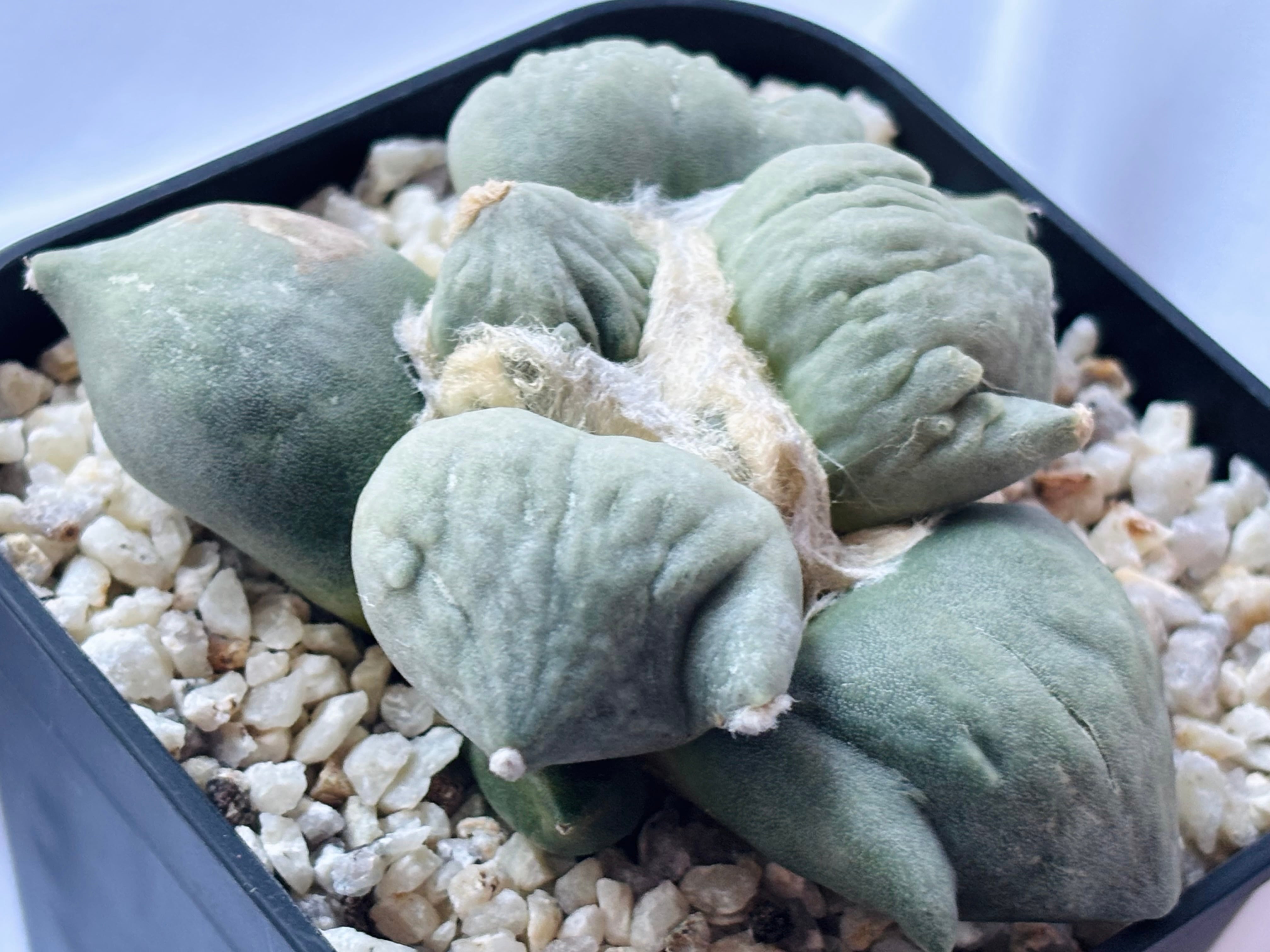 Ariocarpus furfuraceus f.monstrosa アリオカルプス 変疣青磁牡丹