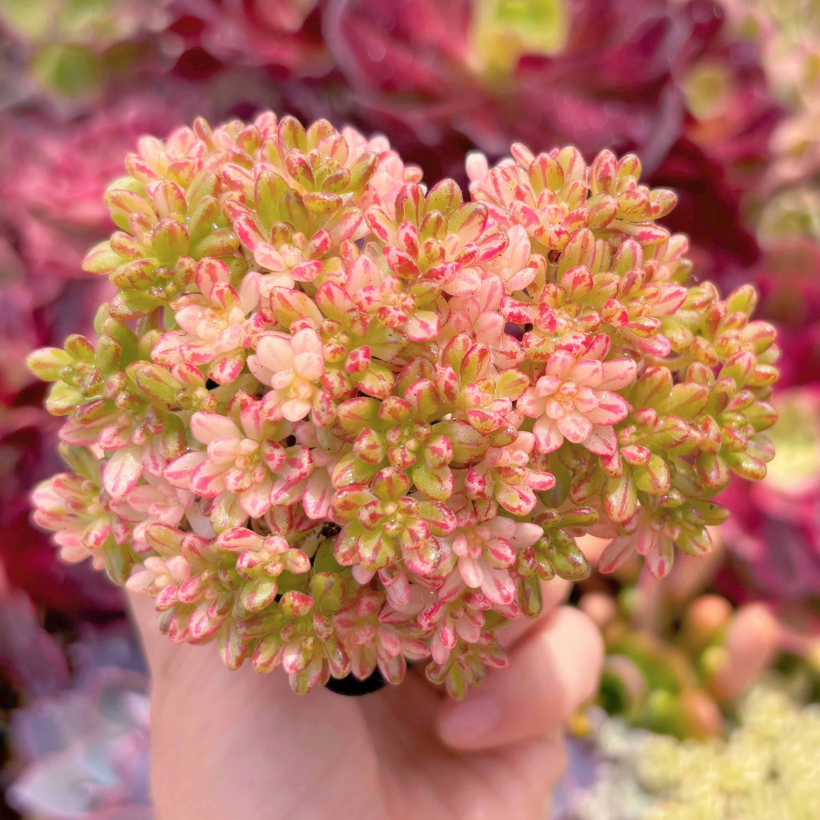 現品　小人の祭り錦#C27　群生　るる農園