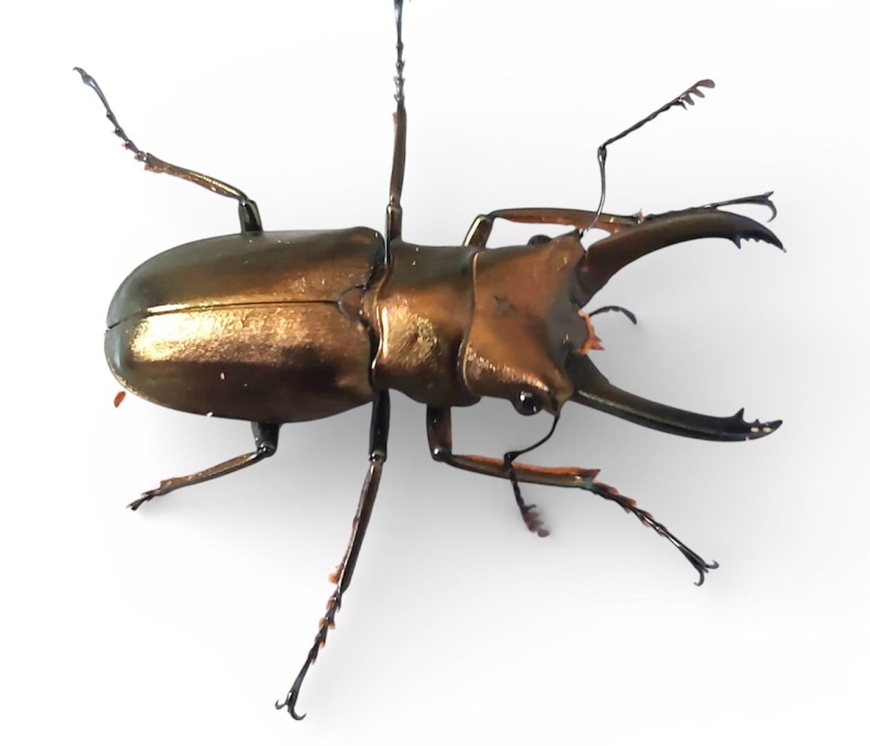 モンギローニホソアカクワガタ アルファック産 幼虫5頭セット》 | KPW