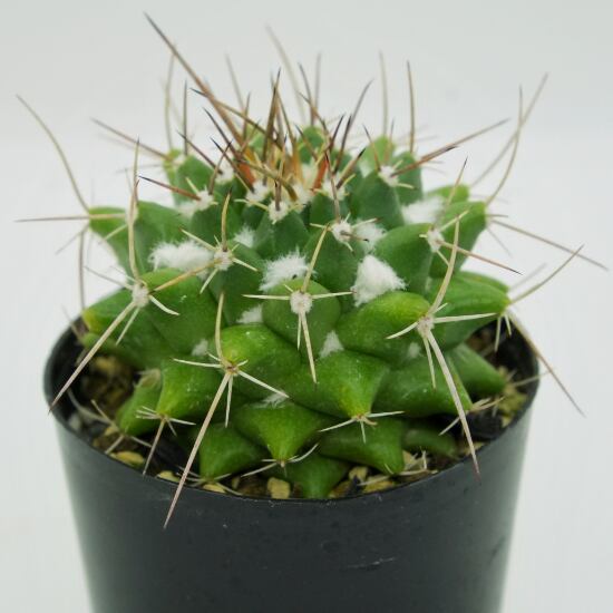 たまちゃんず農園 サボテン ブカレソシス