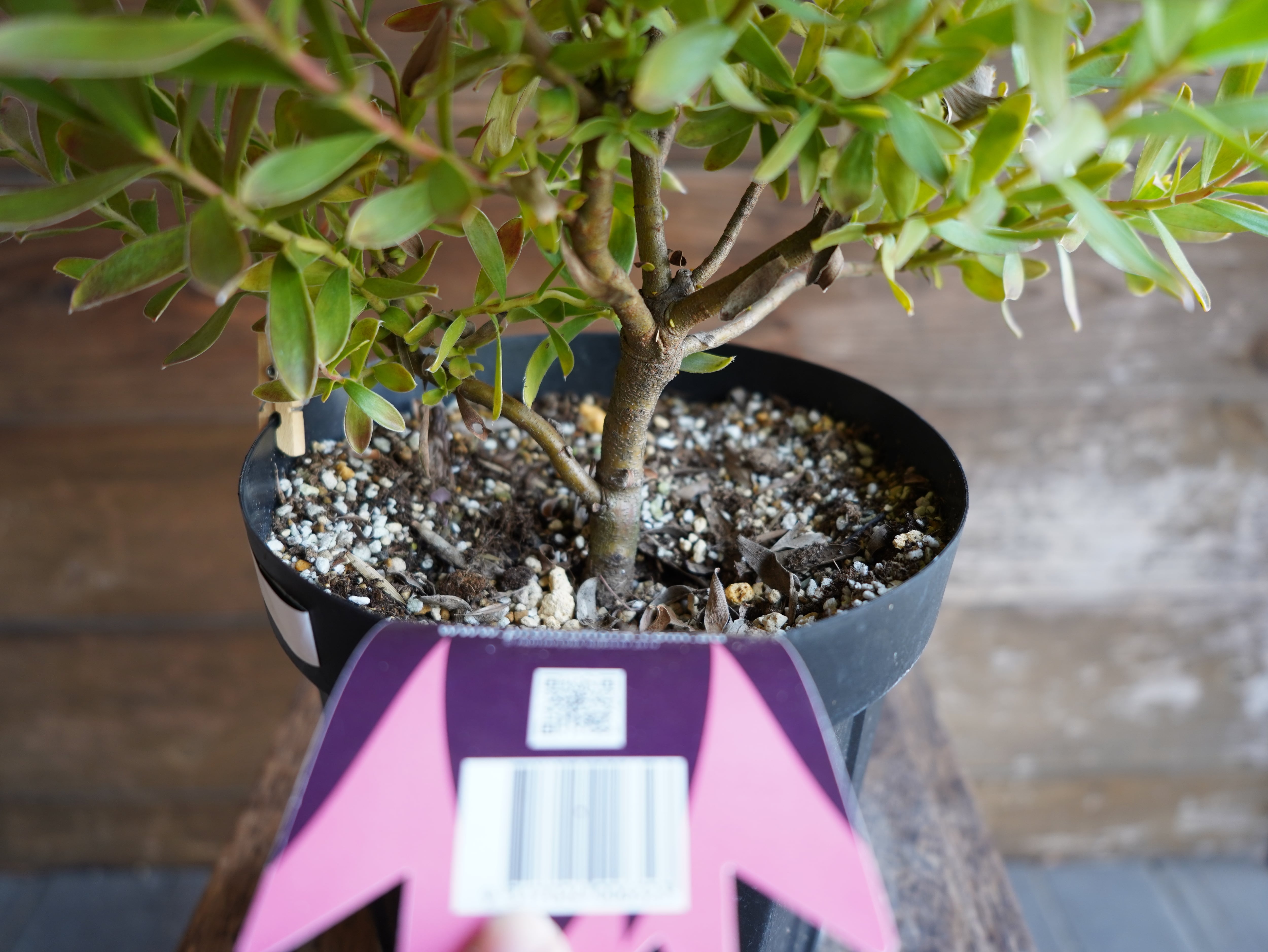 【現物】リューカデンドロン ”Harvest” 6号