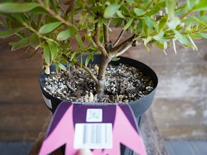 【現物】リューカデンドロン ”Harvest” 6号