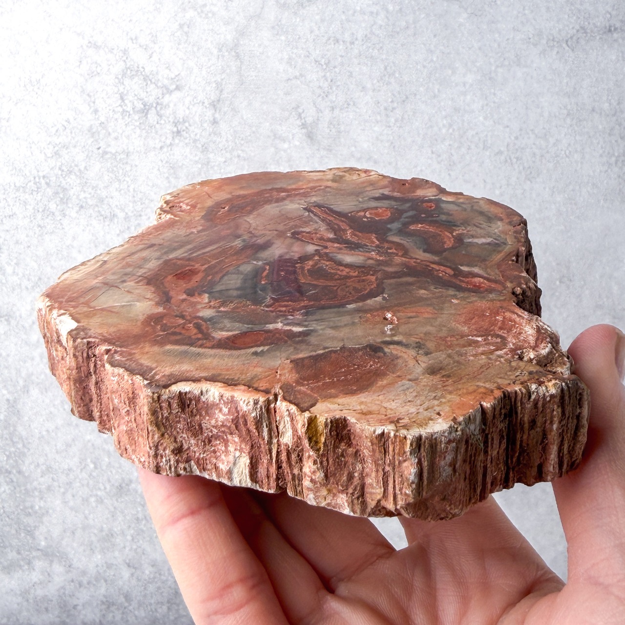 ペトリ スラブ ＊ Petrified Wood ＊ 天然石