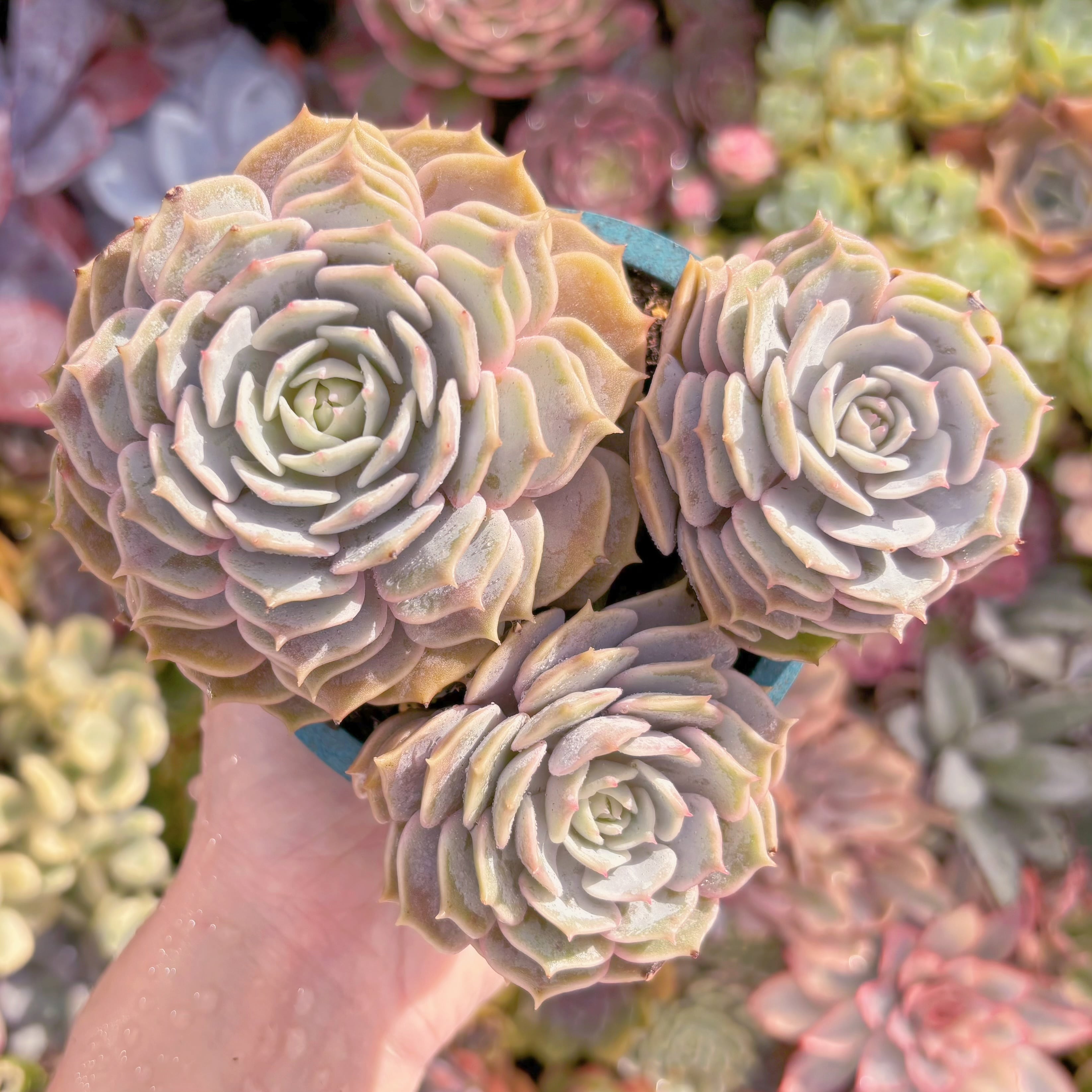 現品　ローラ#007　群生　新入荷　るる農園