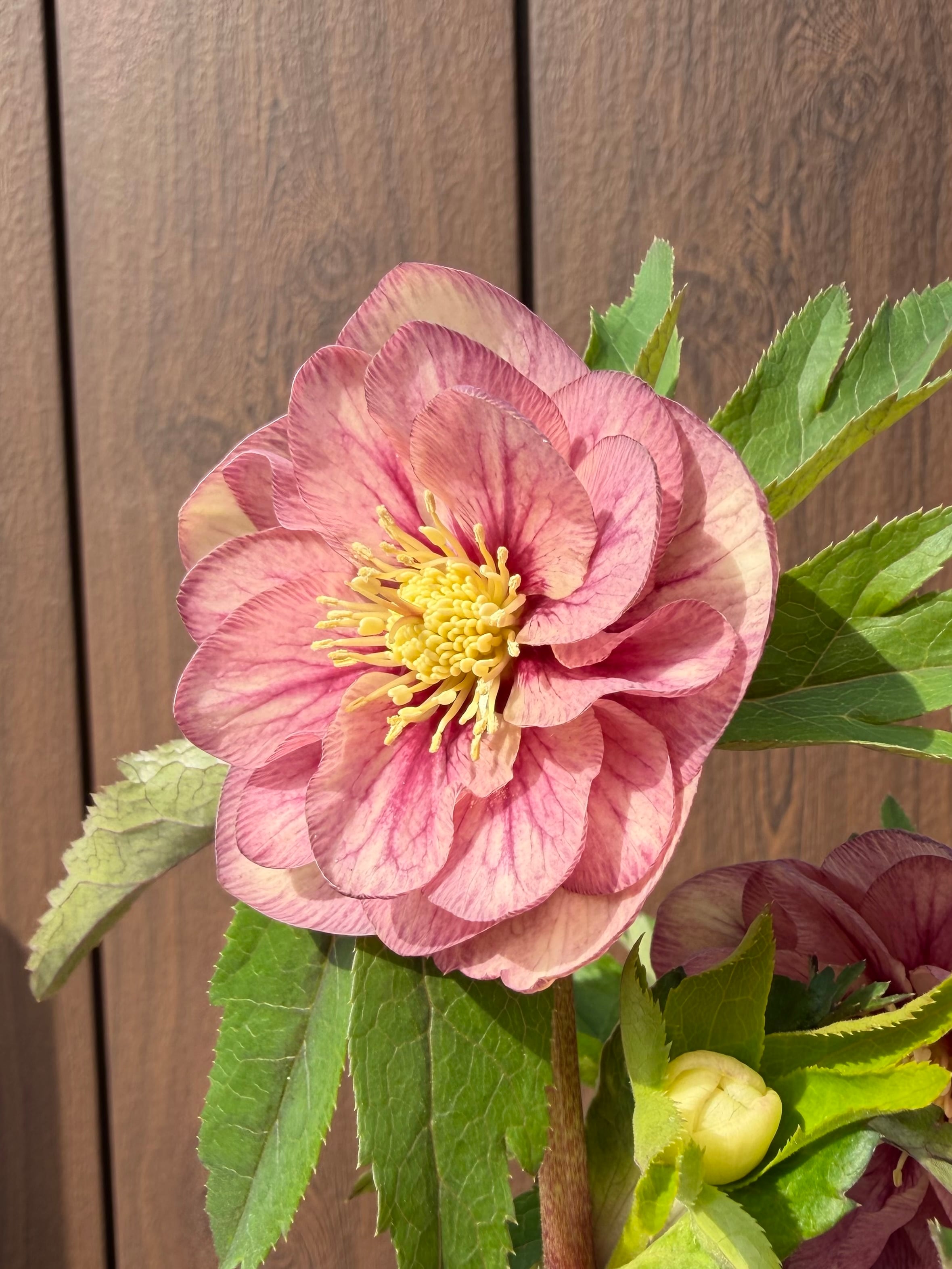 プリマ系ピンクグラデーション 加藤農園 クリスマスローズ【Ka03】送料