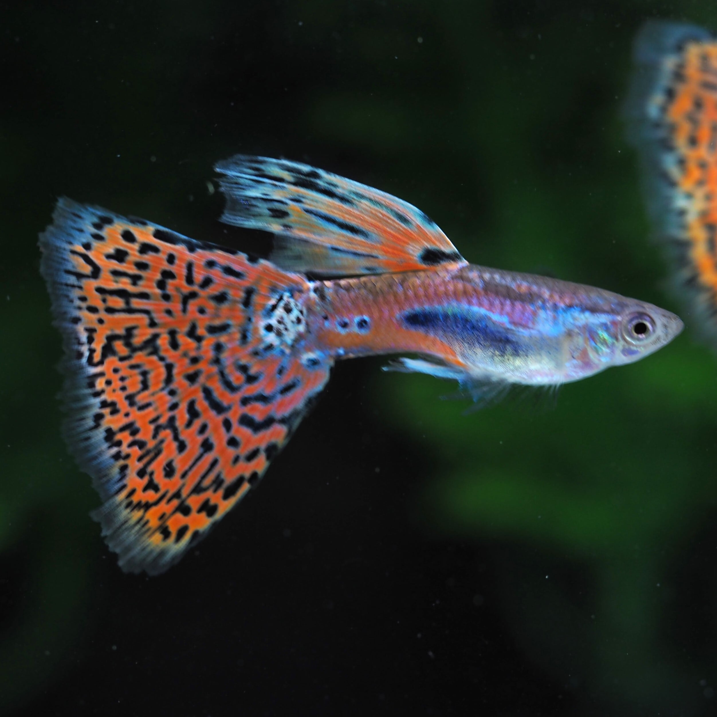熱帯魚　国産グッピー　ブルーグラスBDレッドグラスBD レッドグラスグッピー [熱帯魚] All About