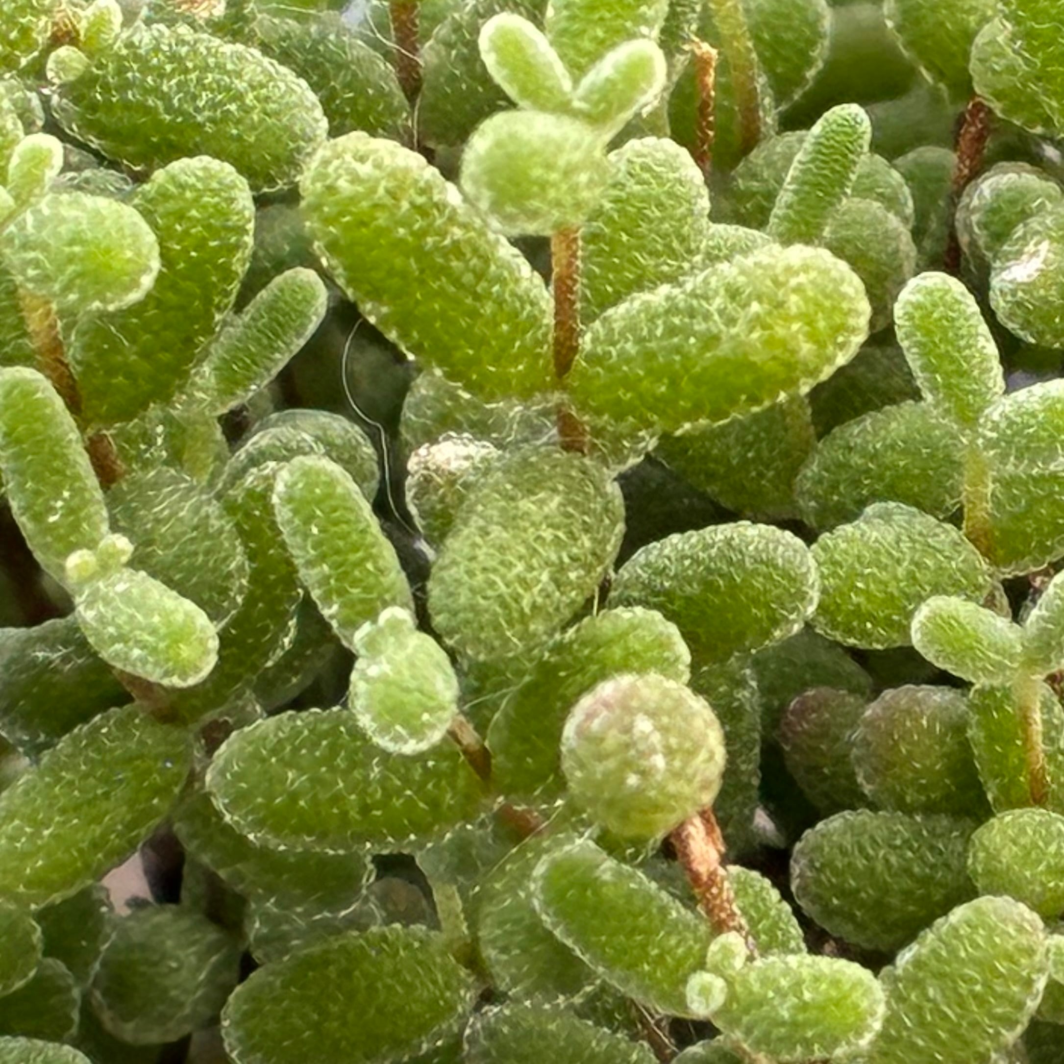 ハオルチア ジェリーフィッシュ錦 | mocono_plants