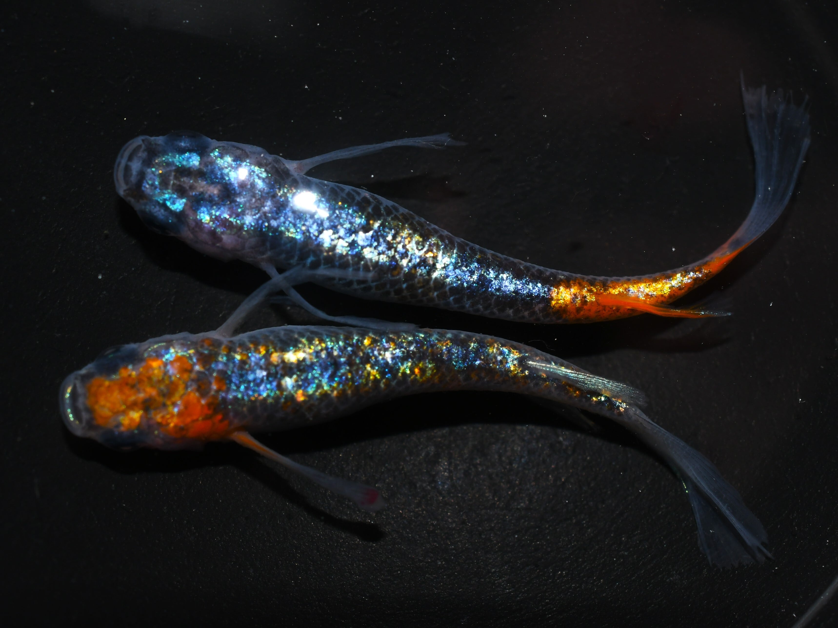 魚類、水生生物 【がいなメダカ】初出品！！令和黒ラメサファイア 