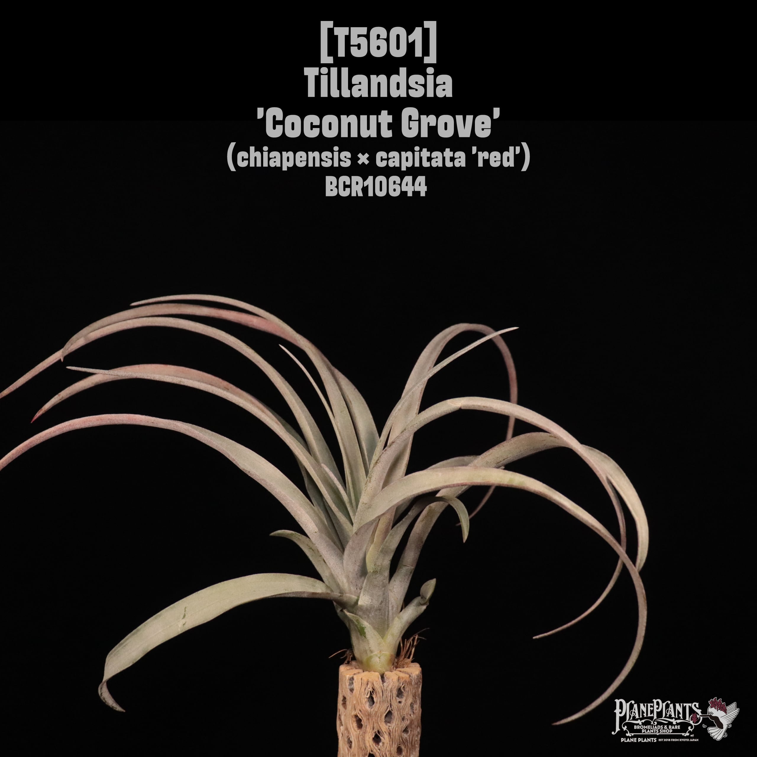 送料無料】カピタータ ルブラ〔エアプランツ〕現品発送T1003 | plane