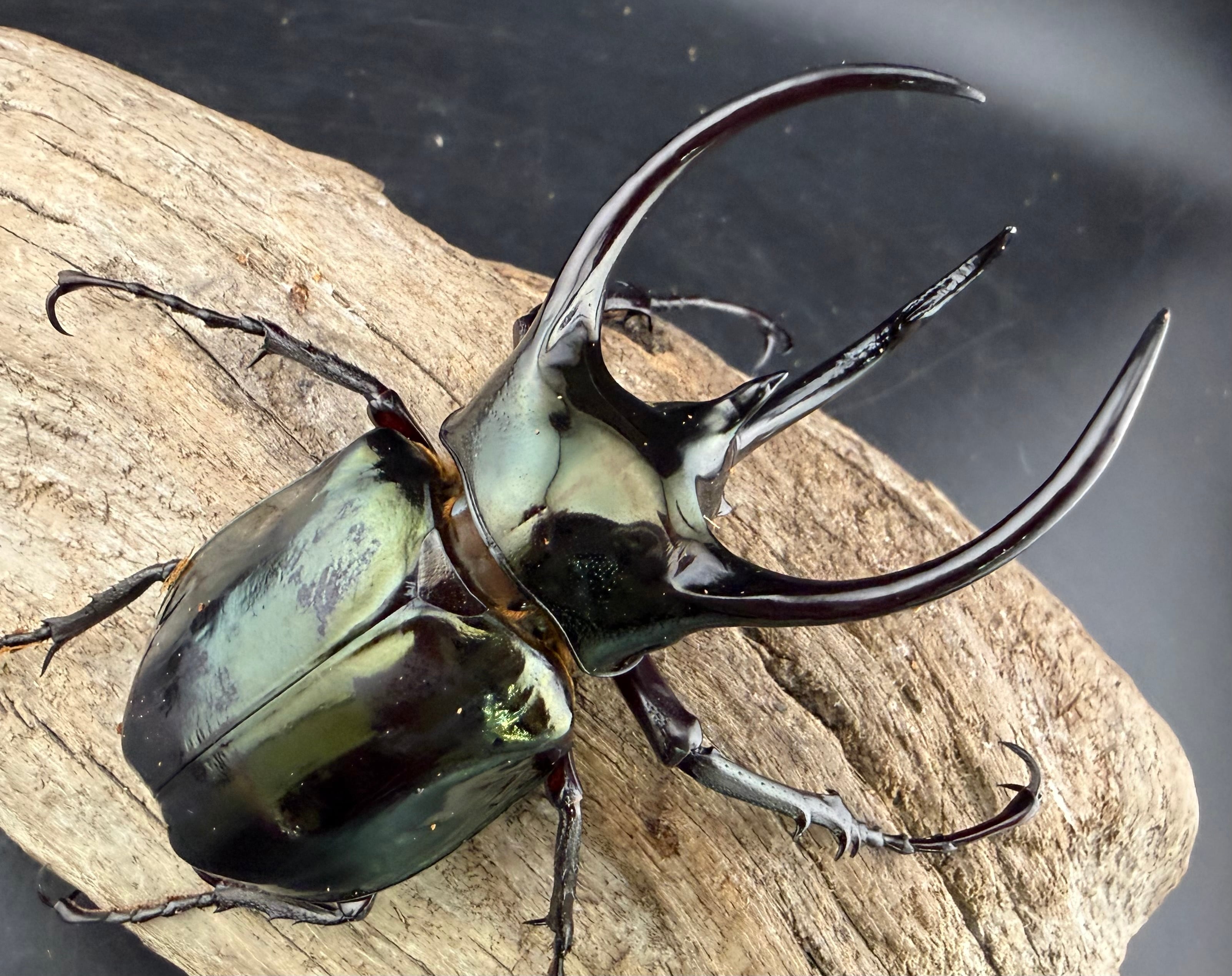 WD】《ジャワコーカサスオオカブト 95mm ペア》 | KPW公式オンライン