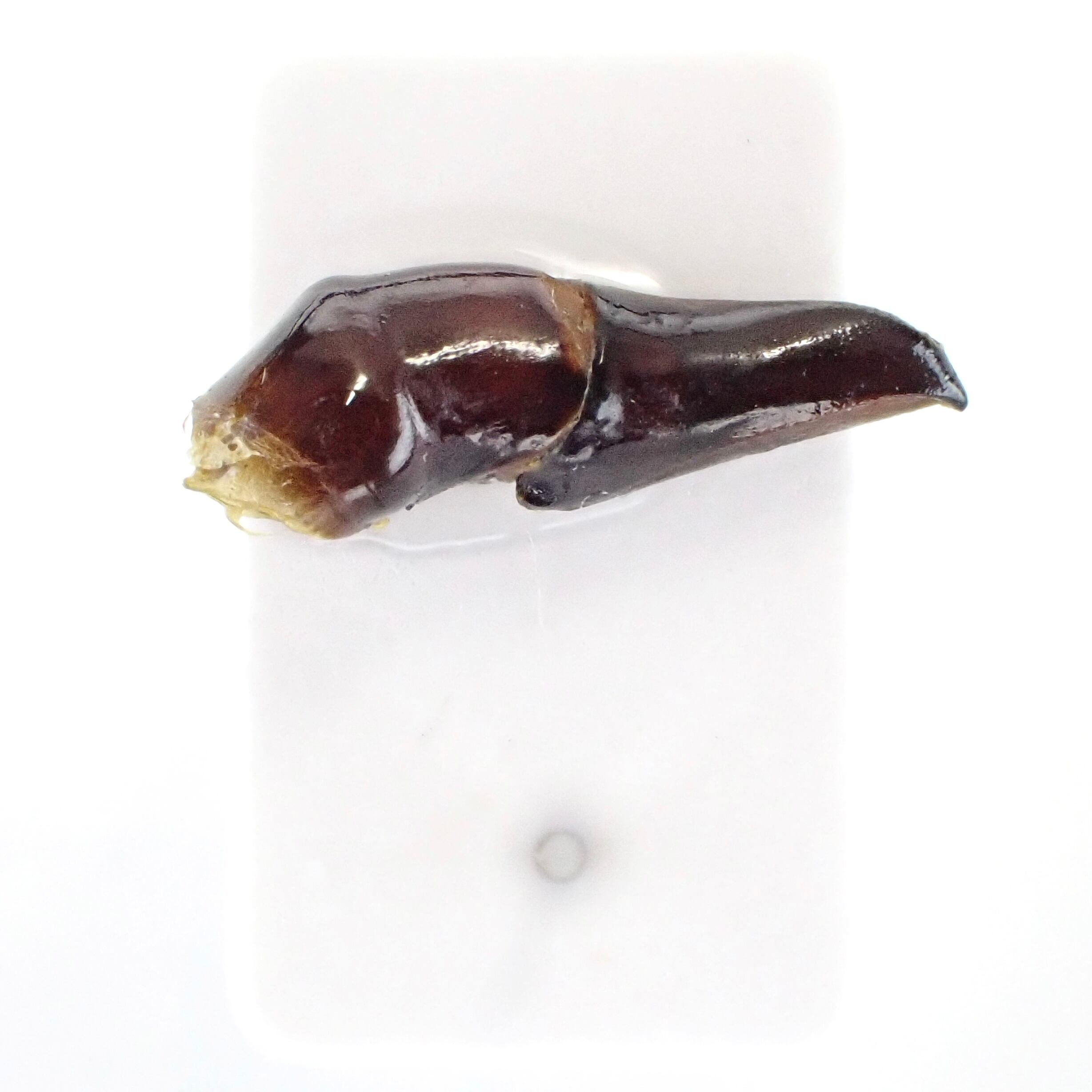 標本 Tanzania Helicopris pirmal 51mm タンザニア産 Heliocopris pirmal ♂ 51mm XL | 昆虫標本