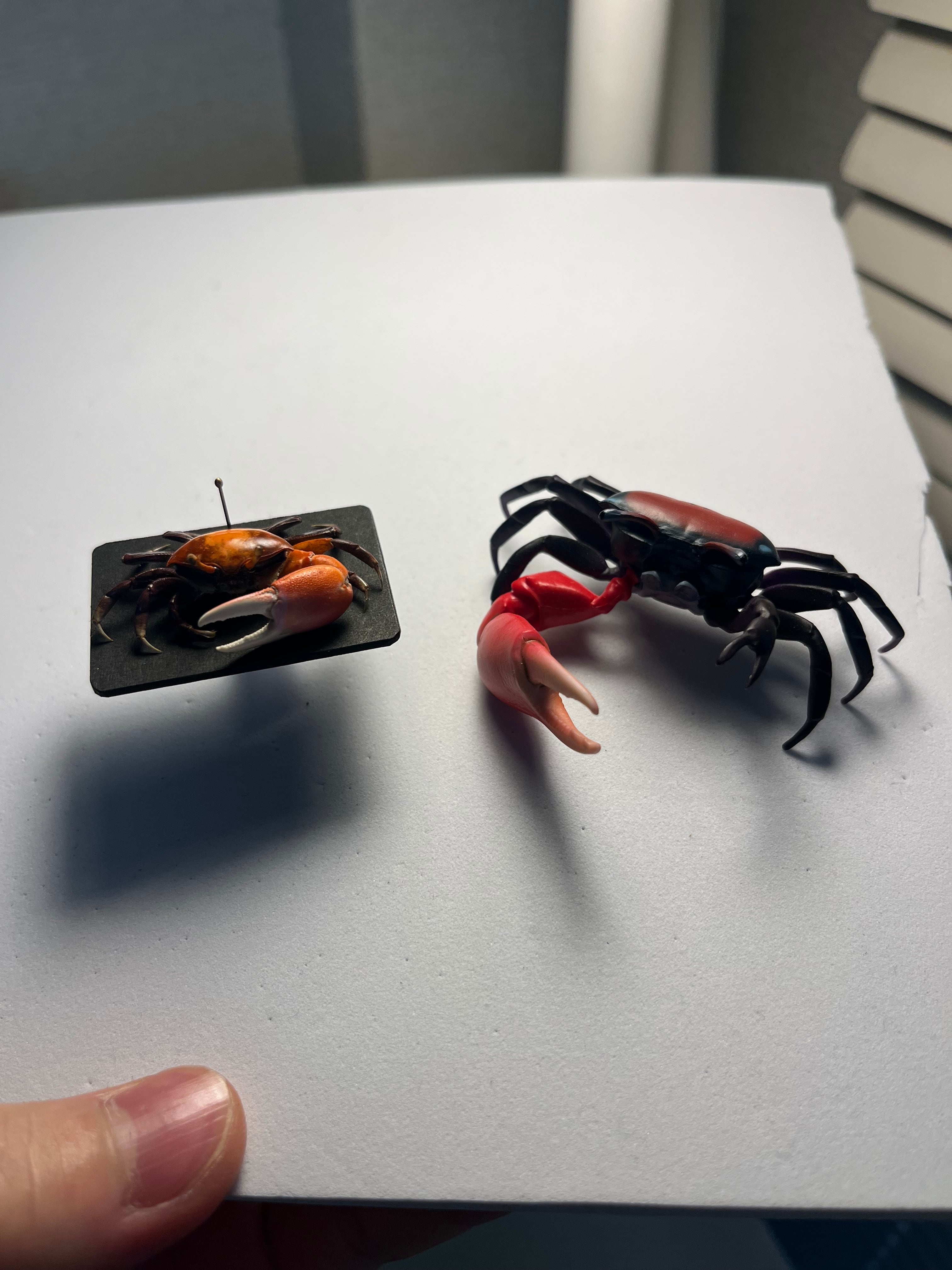 【色残抜群】ベニシオマネキ かに カニ 蟹 ガニ シャコ エビ ロブ 昆虫標本 色残抜群】ベニシオマネキ かに カニ 蟹 ガニ シャコ エビ ロブスター