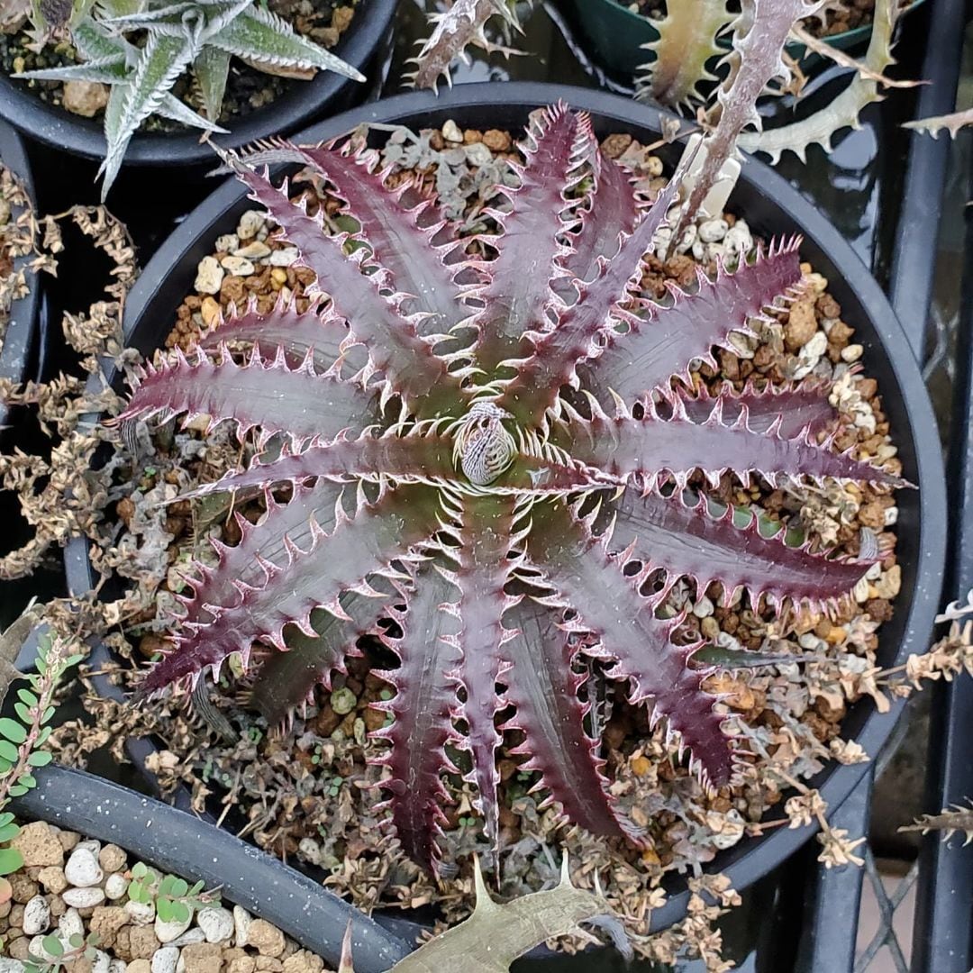 ディッキア　dyckia ルシファー　子株　発根済み　otto アガベ 16ff2dfb742dccc16a61ecf4d53e94