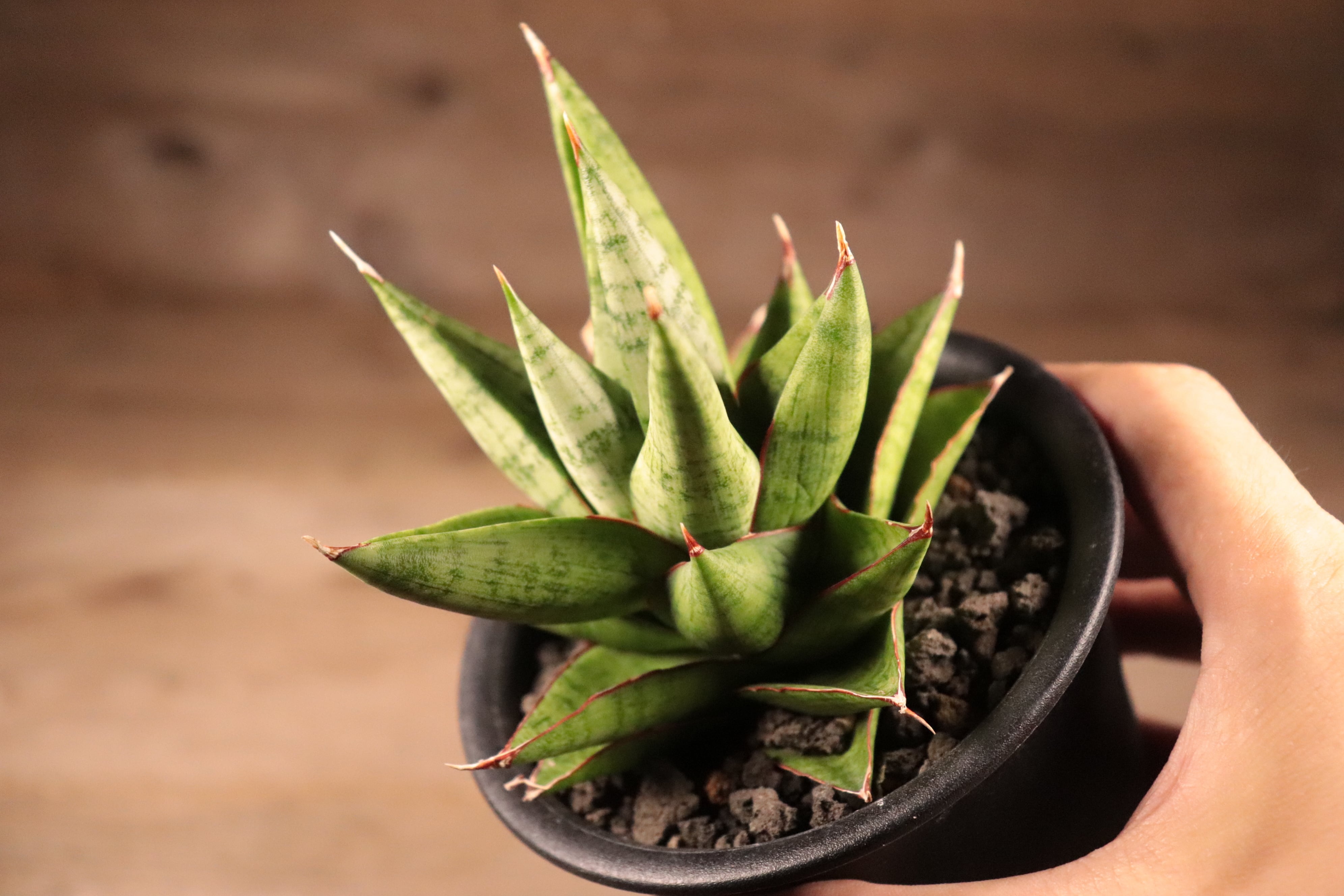 送料無料】Sansevieria 'Snow Lotus'〔サンスベリア〕現品発送S0018