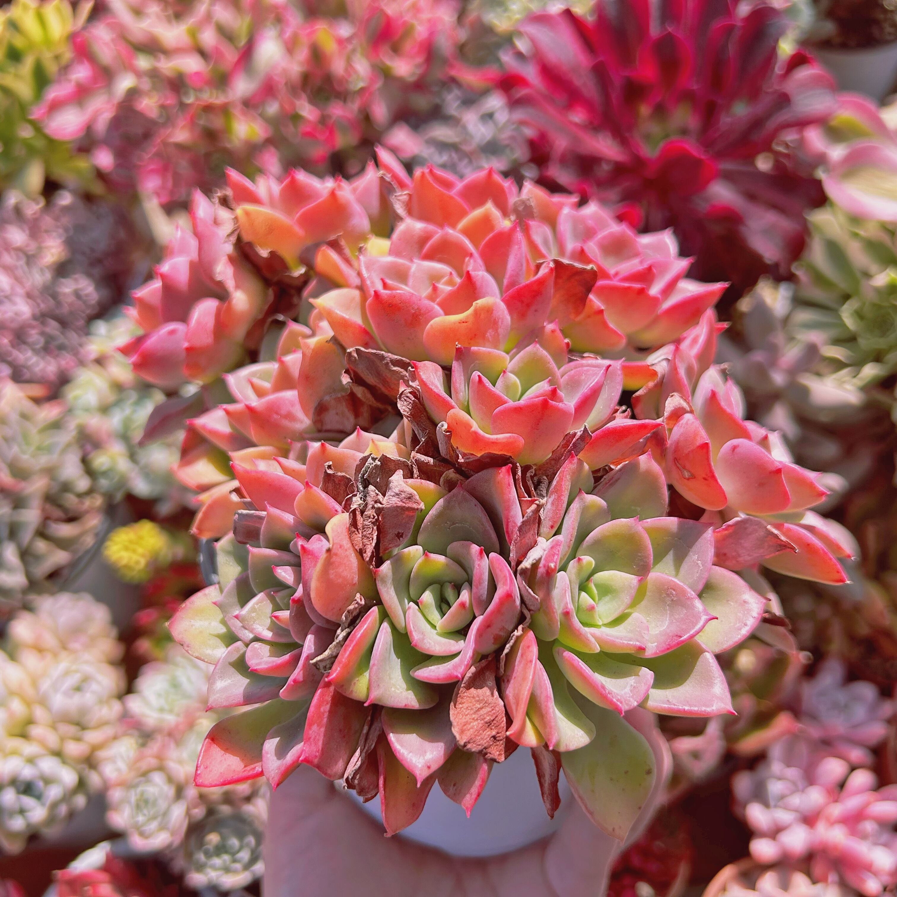 009現物 多肉植物 ノーブル 特大 | るる農園~多肉植物専門