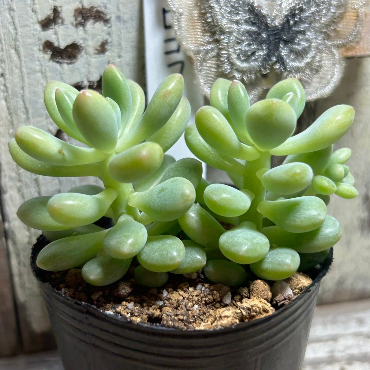 茨城県A様ご注文 ロココ | RuPo 多肉植物専門店