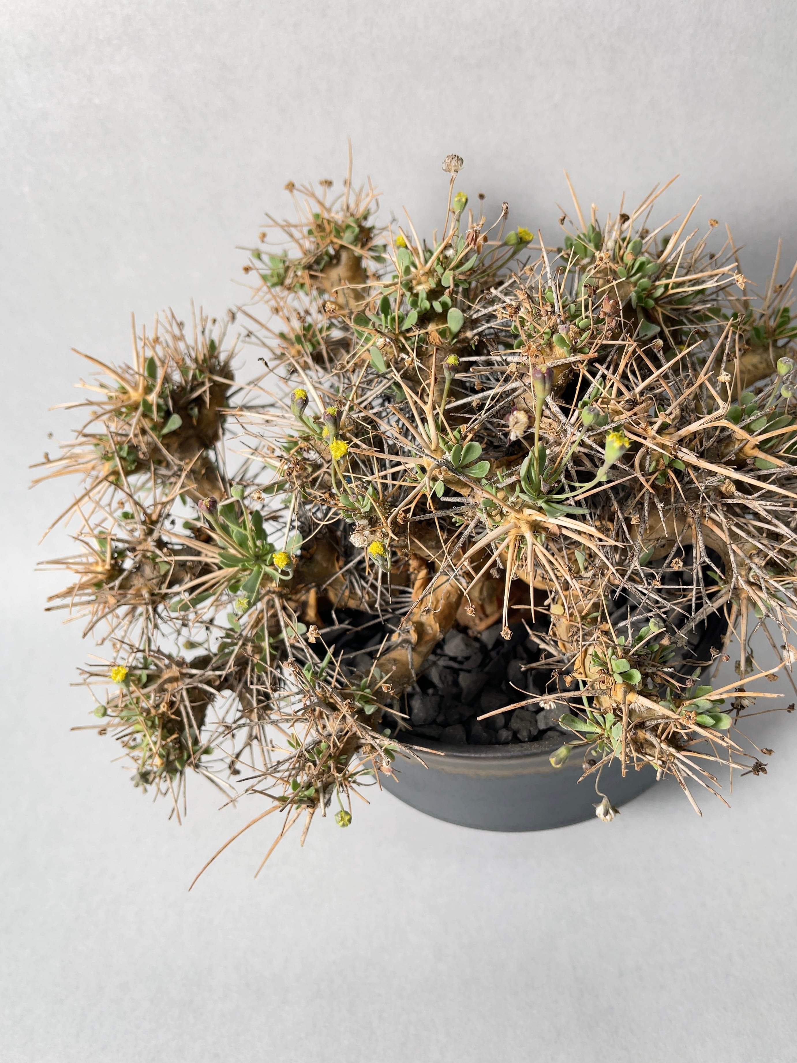 オトンナ・ユーフォルビオイデス | trigger