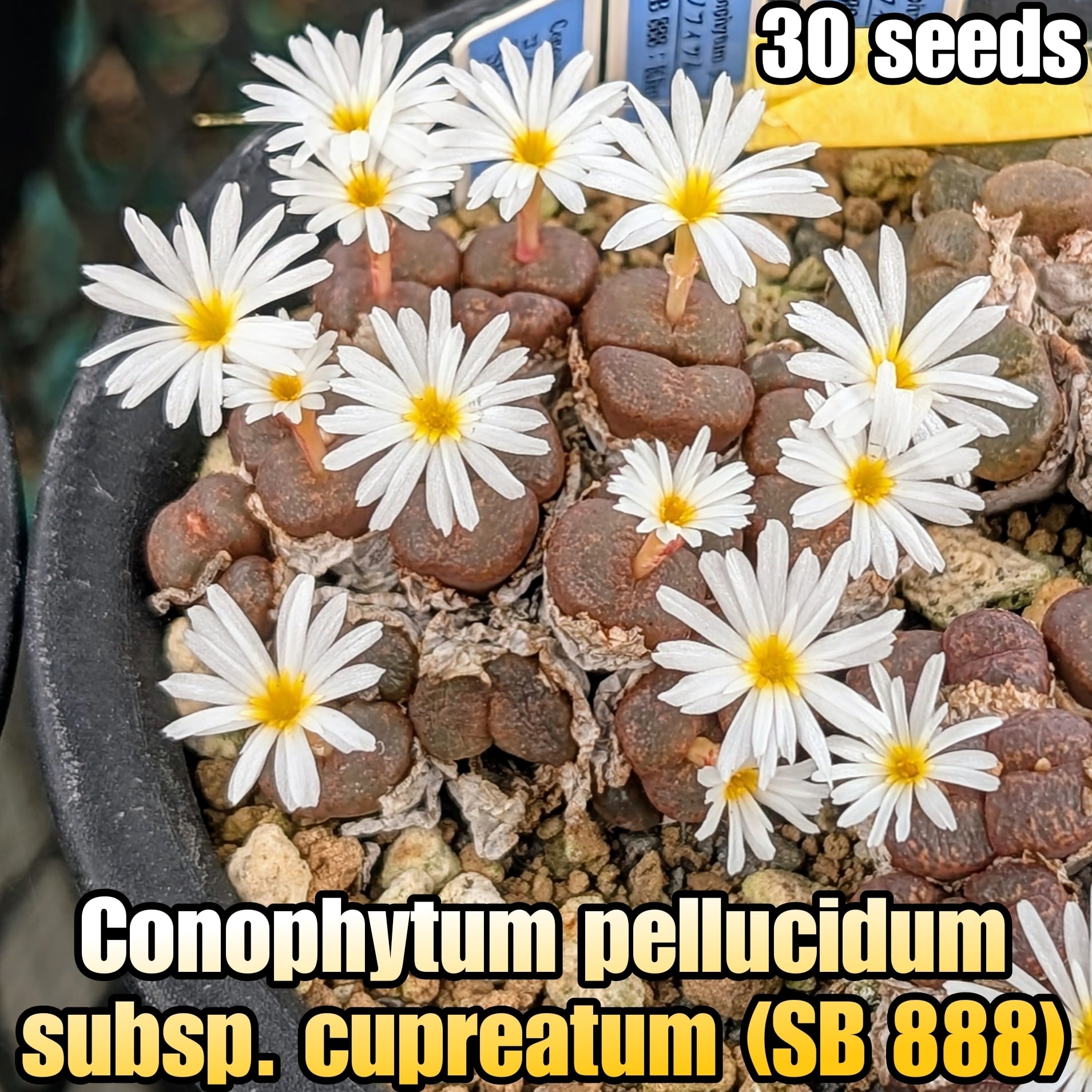 種子/10粒】Lophophora williamsii (P 3400/10)/ロフォフォラ