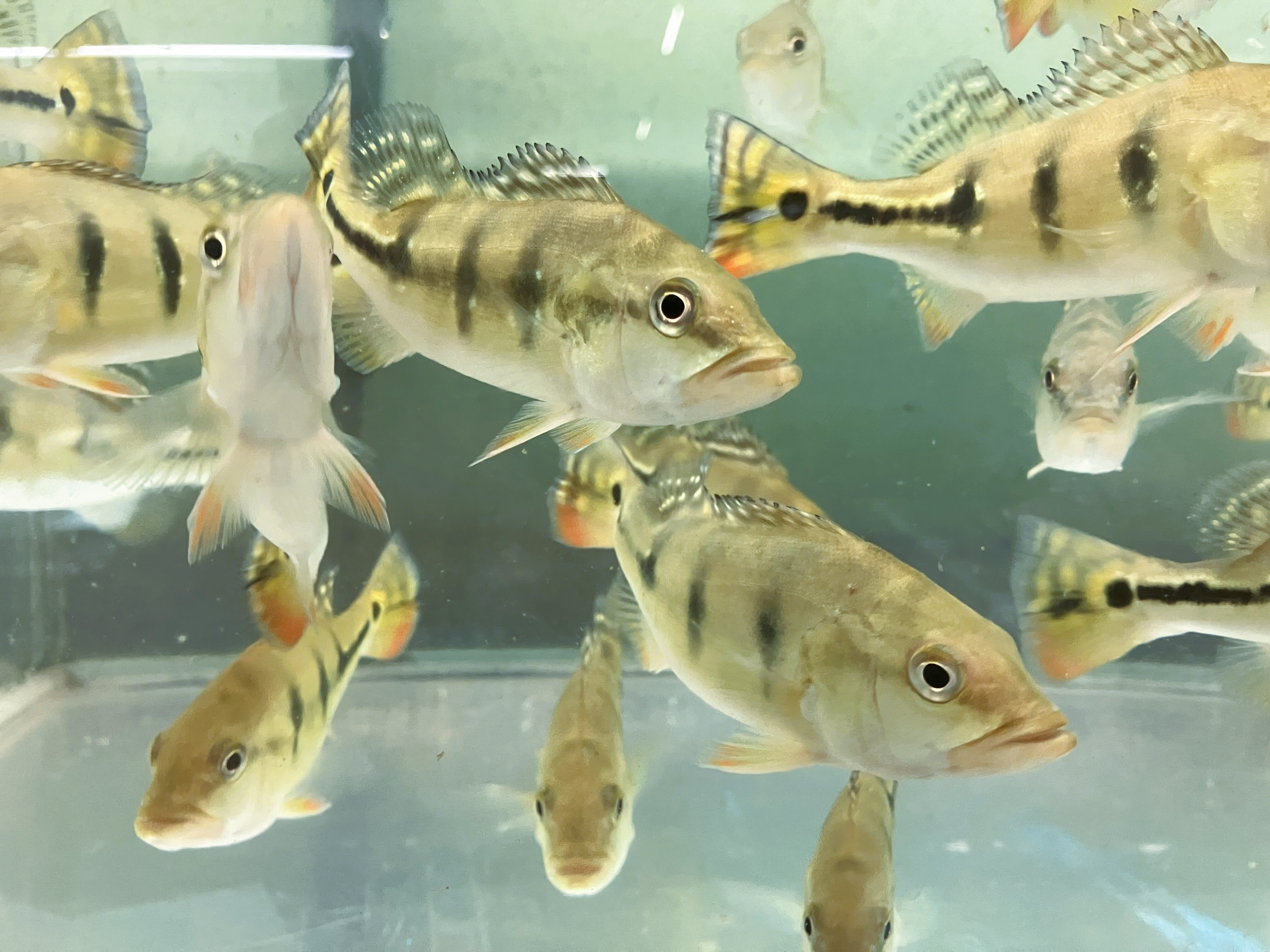 キクラピニマ　熱帯魚 さかな紹介 - 静岡市の熱帯魚専門店（大型魚・古代魚・珍魚）｜World