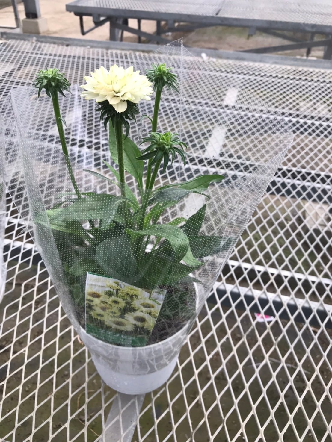 エキナセア5寸 サンシーカーズホワイトパーフェクション | flowerbiz