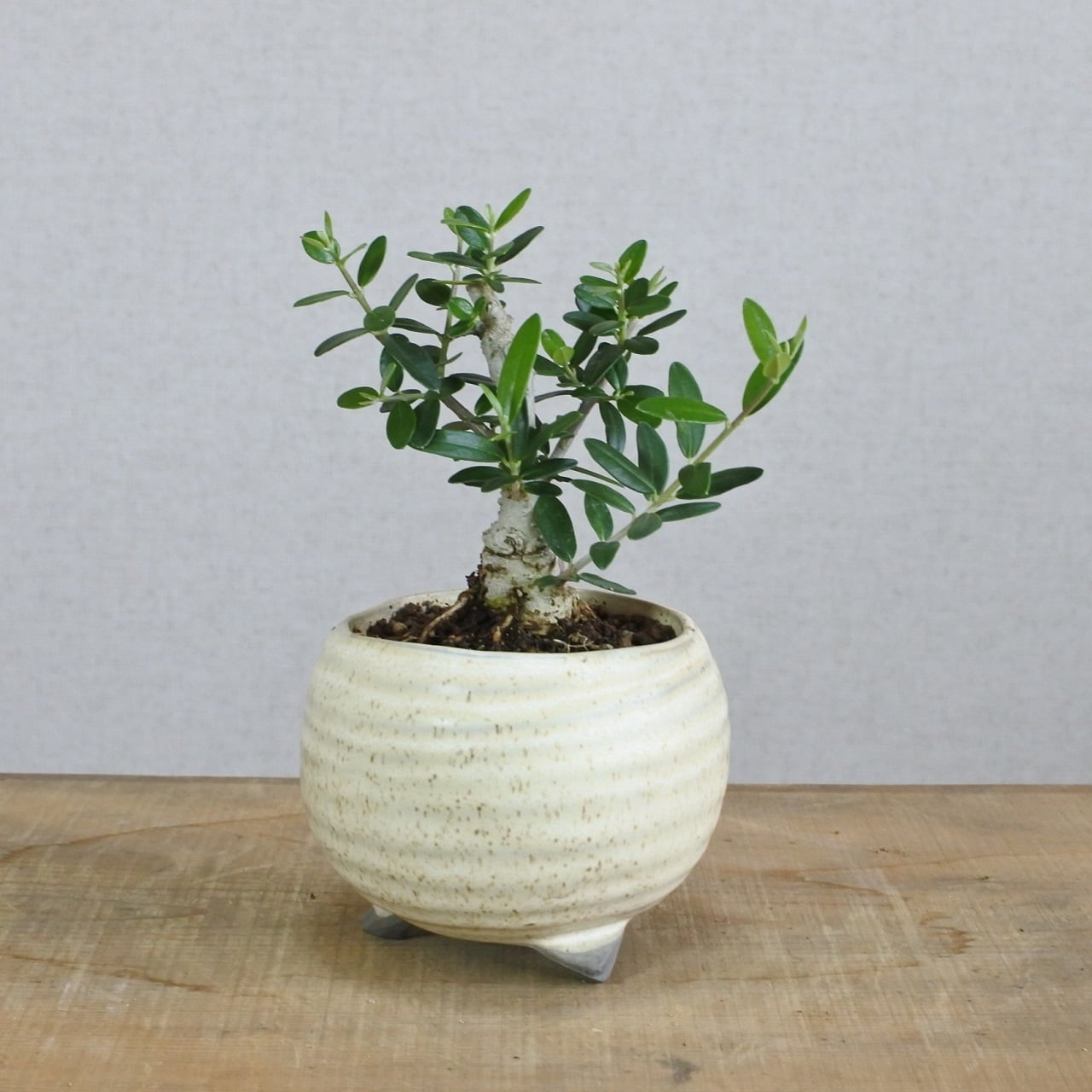 OLIVE オリーブ盆栽 | BONSAI 鉄と山 | Garden Times