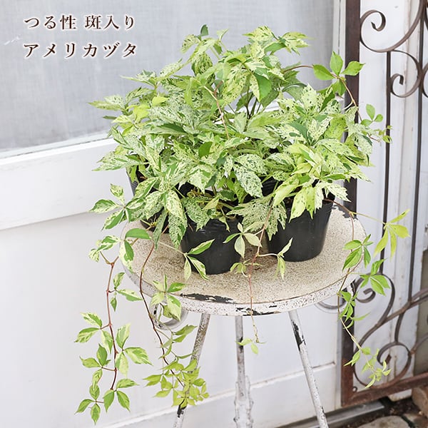 草花苗 斑入り アメリカヅタ 3号 つる性 落葉低木 葉が美しい 丈夫