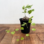 Dioscorea elephantipes【亀甲竜】