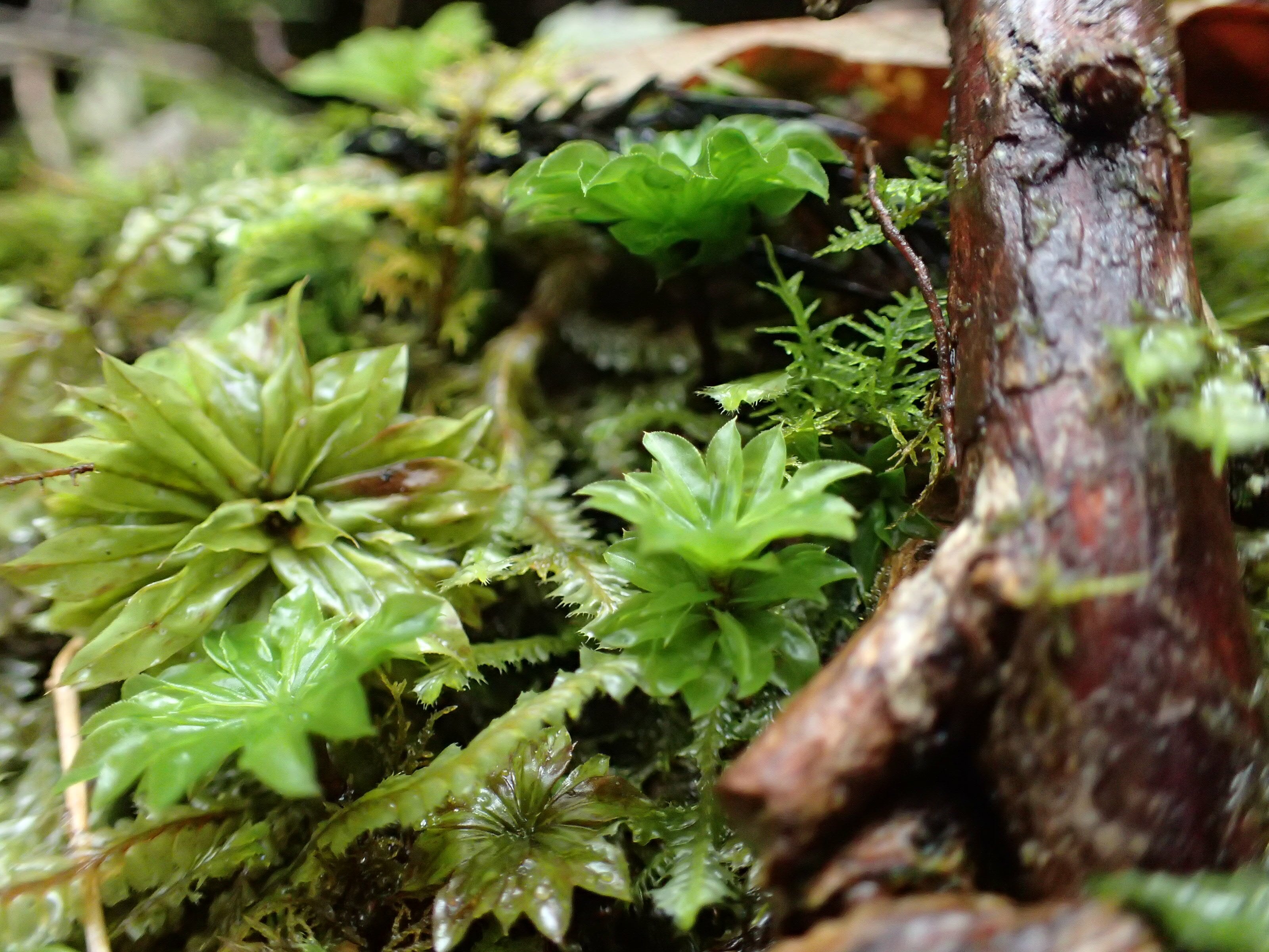 カサゴケ4芽入り 苔テラリウム作製用素材苔 | 苔テラリウム専門