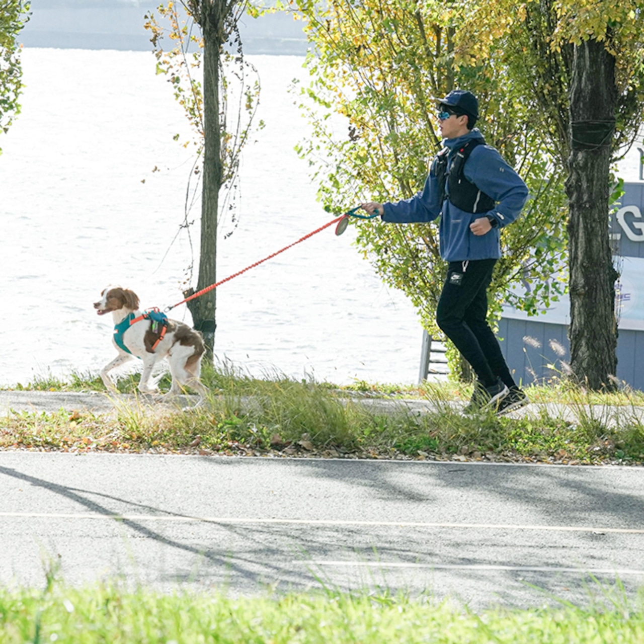 ※予約【puppygallery公式】Momentum - Basic Leash バンジータイプ 幅 2.5cm 長さ 125〜200cm（調節可能）