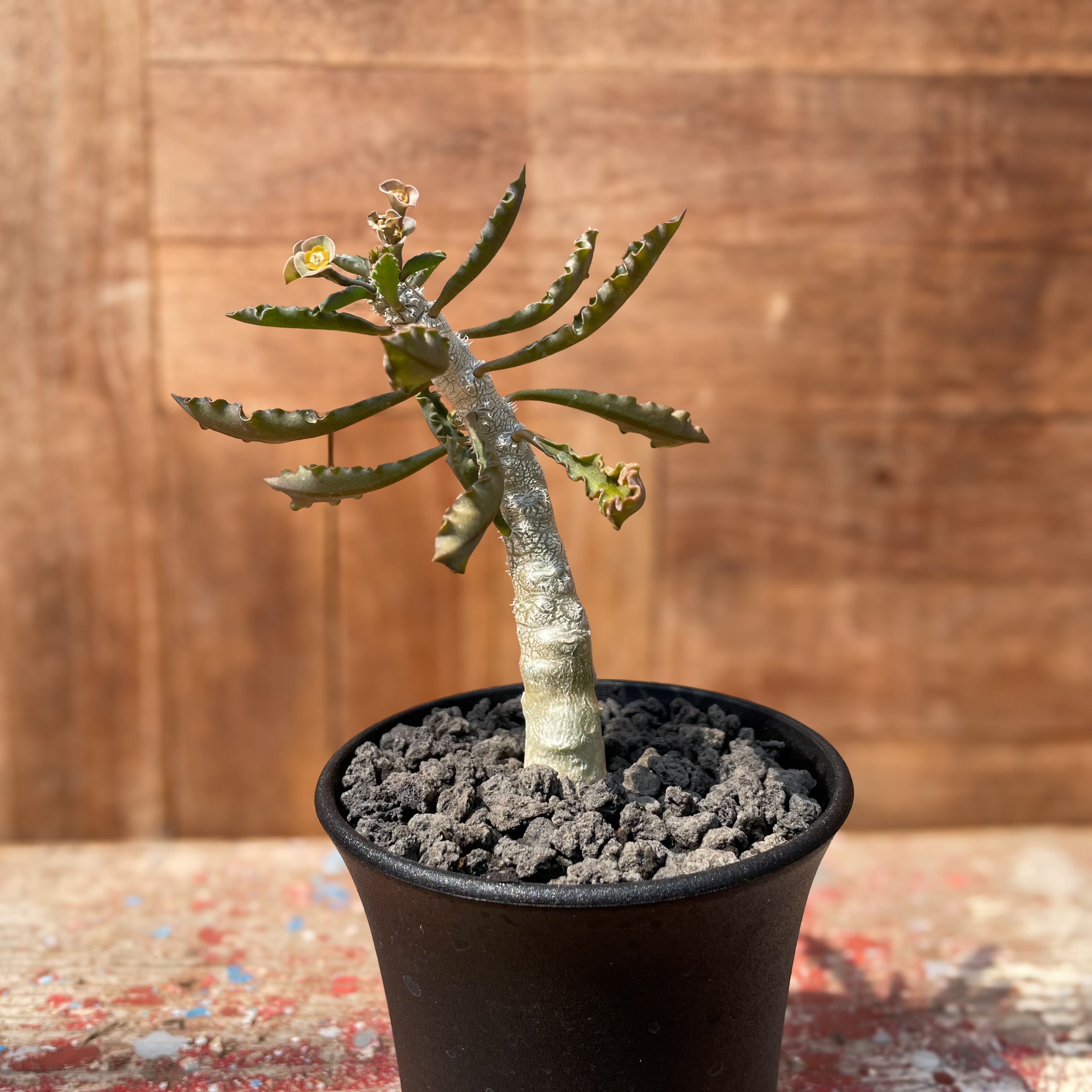 Euphorbia capsaintemariensis【ユーフォルビア・カプサインテマリ 