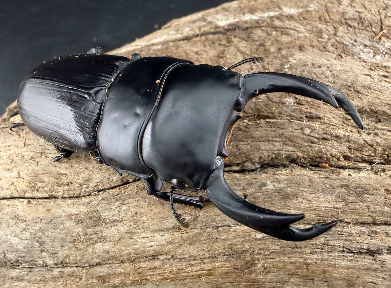 【WF2】即ブリ《ミンダナオパリーオオクワ 64mm ♂単》