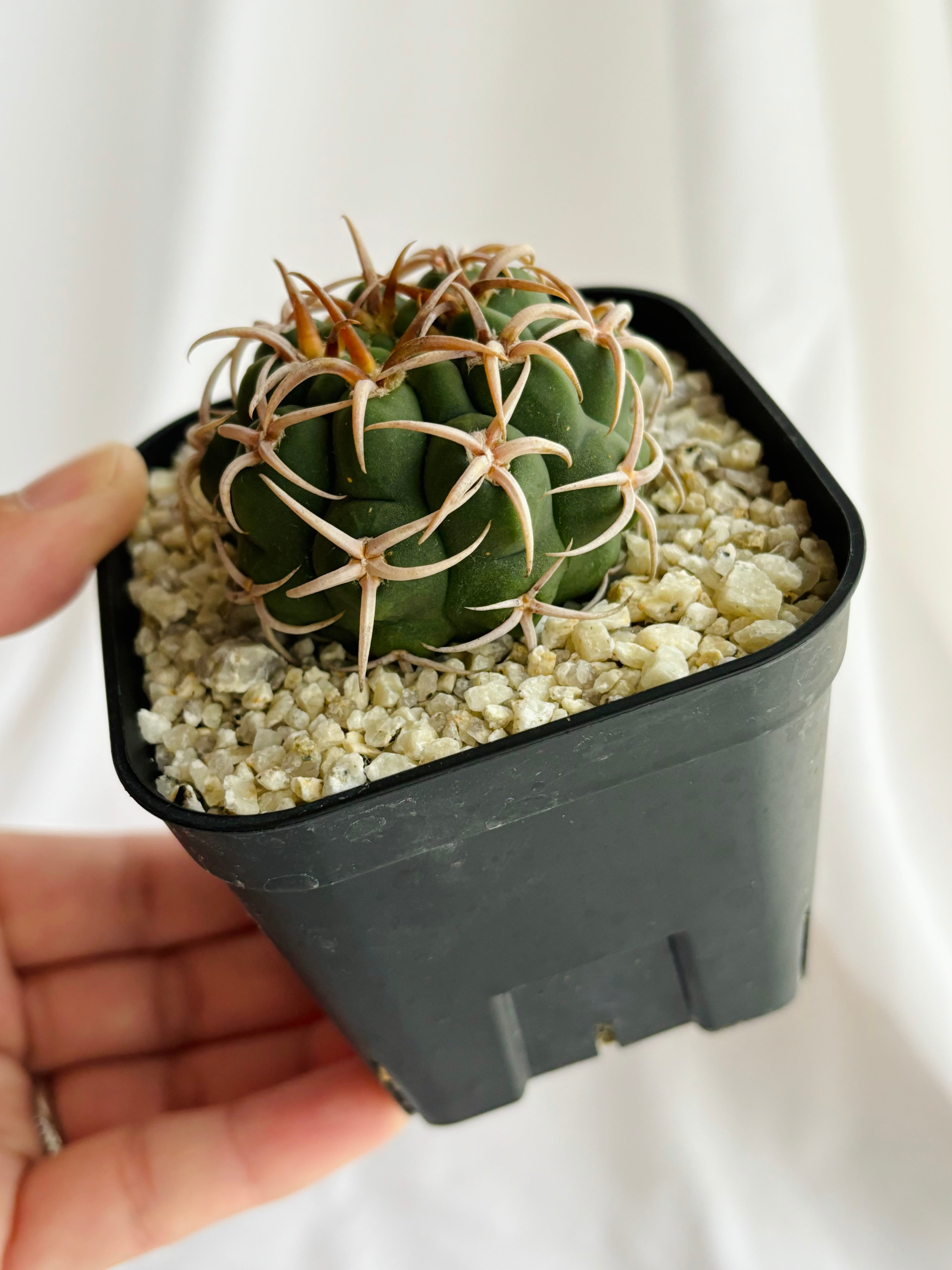Gymnocalycium mostii ssp. ferocior ギムノカリキュウム フェロ