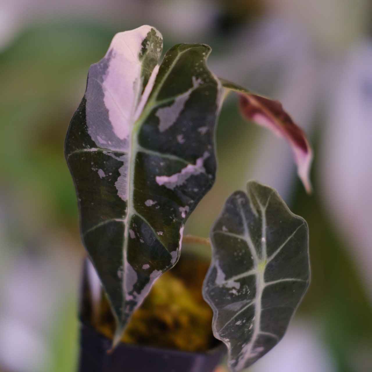 Alocasia Amazonica Polly Pink varigated②│アロカシア アマゾニカ ポリー ピンク斑入 | 観葉植物