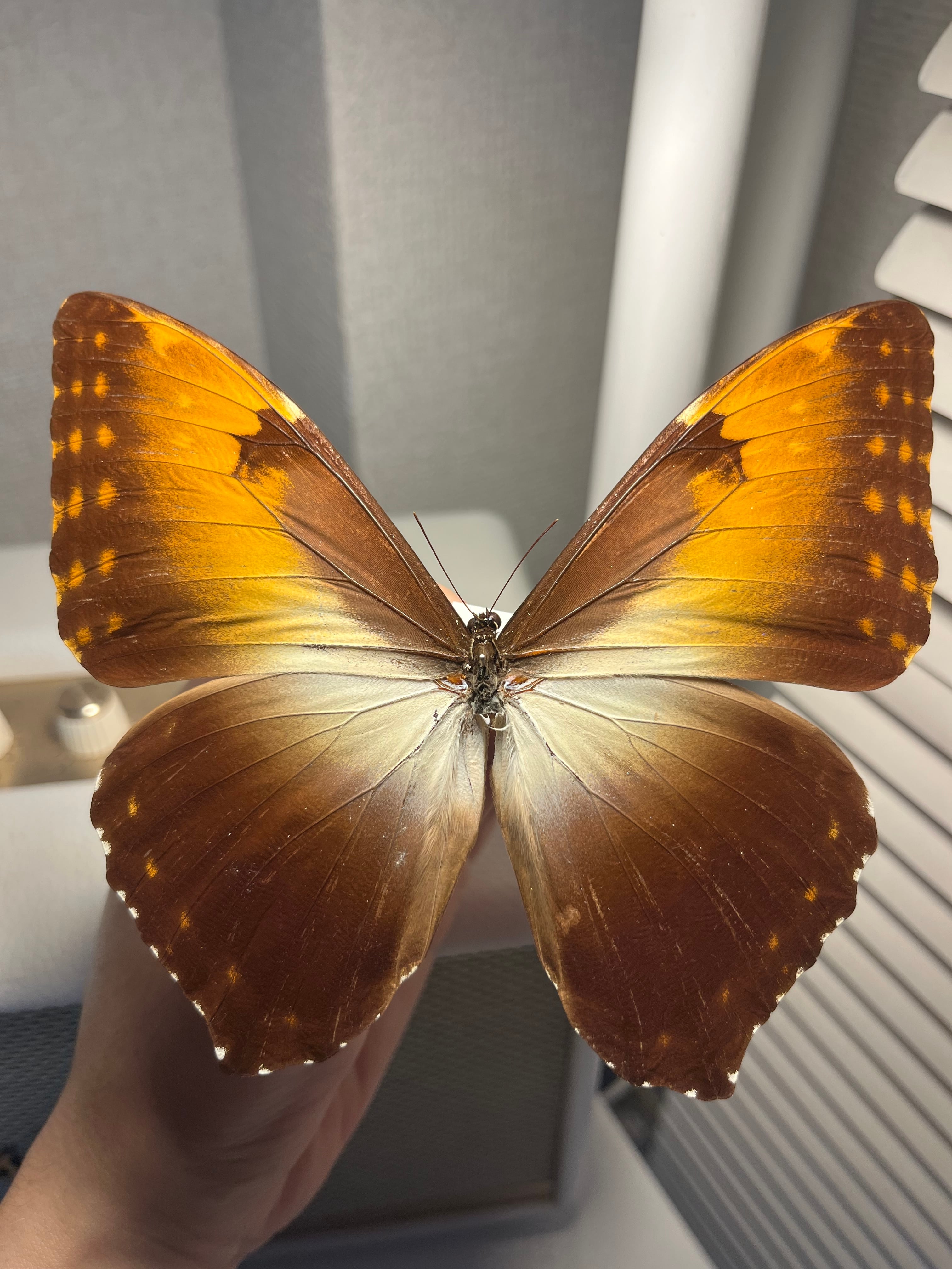 伝説の七節】ロードハウナナフシに酷似のトゲアシフトナナフシオバケ 伝説の七節】ロードハウナナフシに酷似のトゲアシフトナナフシオバケ