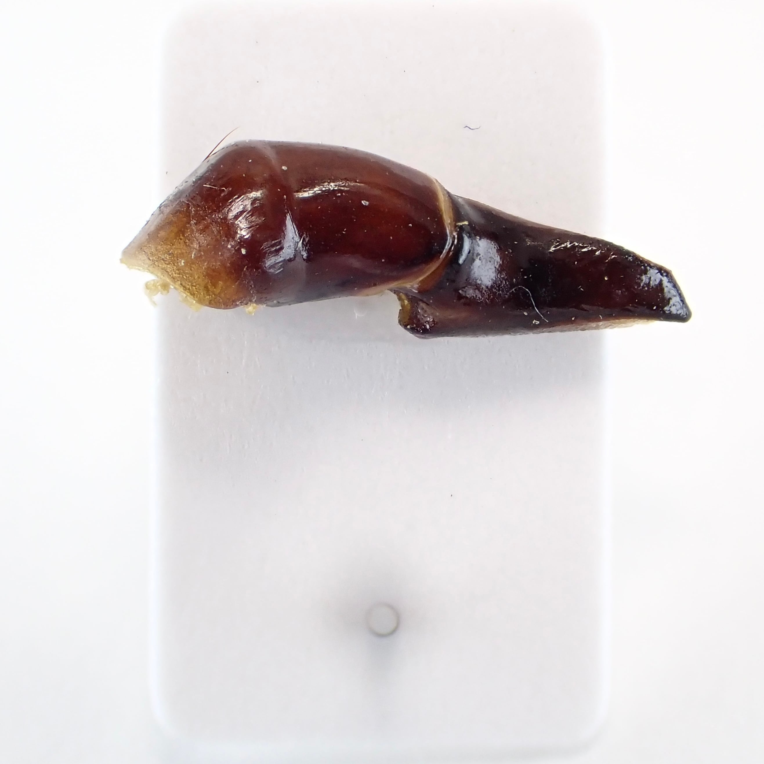 タンザニア産 Heliocopris colossus ♂ 59mm | 昆虫標本 Diggers & Rollers