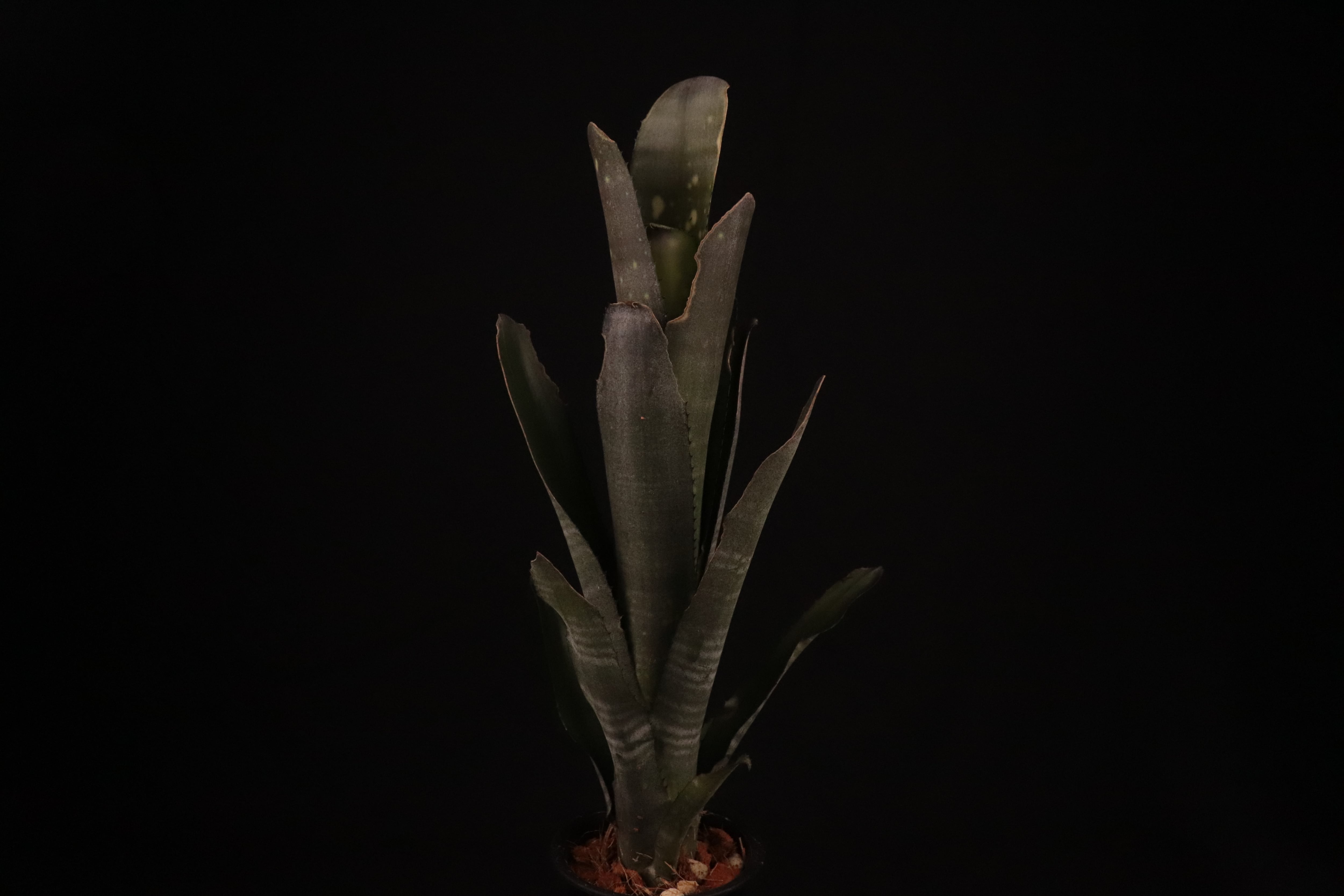reserved】Billbergia 'Kolan Cavalier'〔ビルベルギア〕現品発送B0144