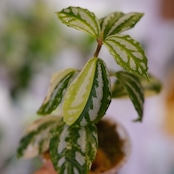 Pilea cadierei variegated /ピレア カディエレイ 斑入