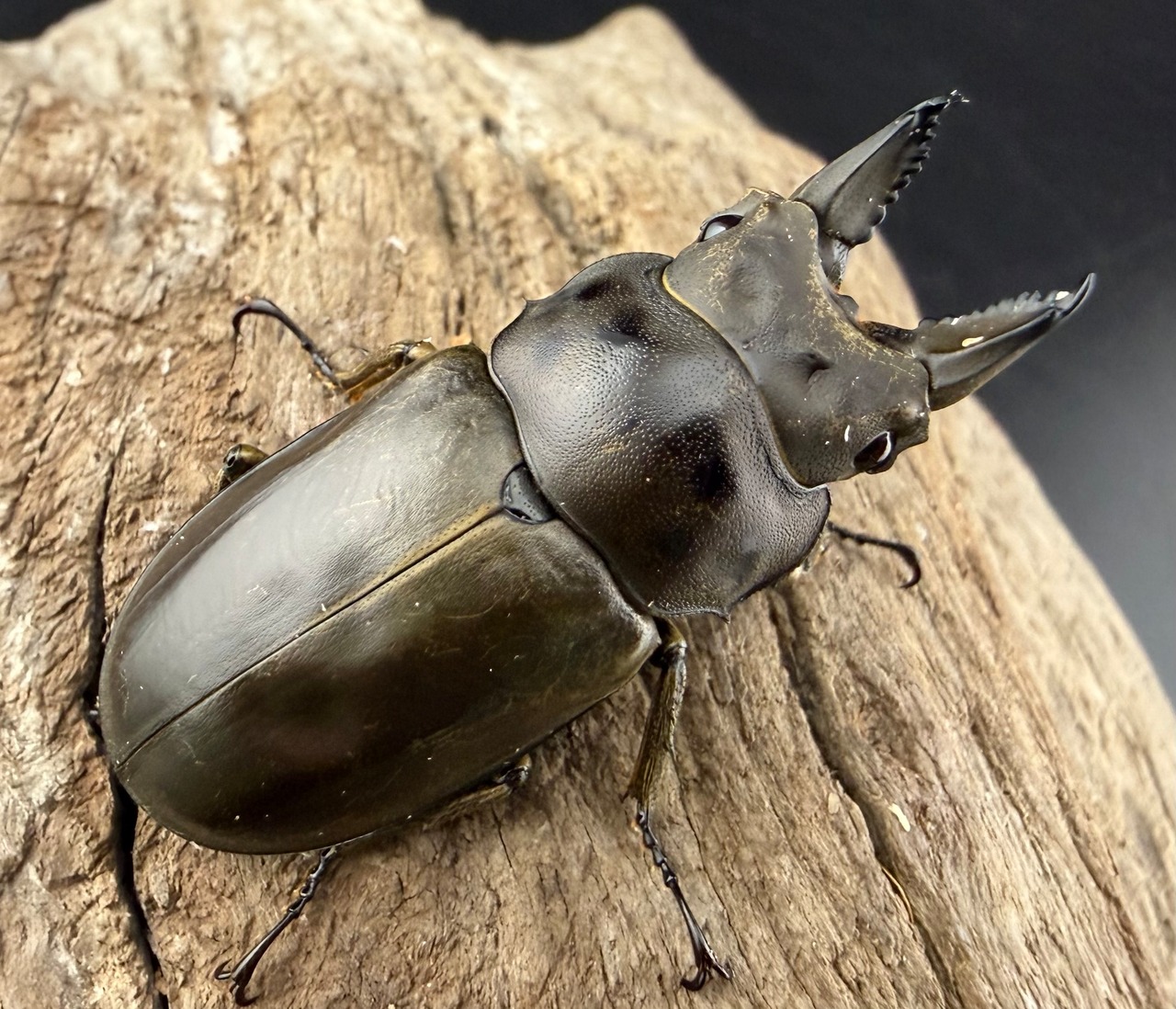 【WF2】《フルストルファーオウゴンオニ 44mm ペア》栗茶色氏委託個体