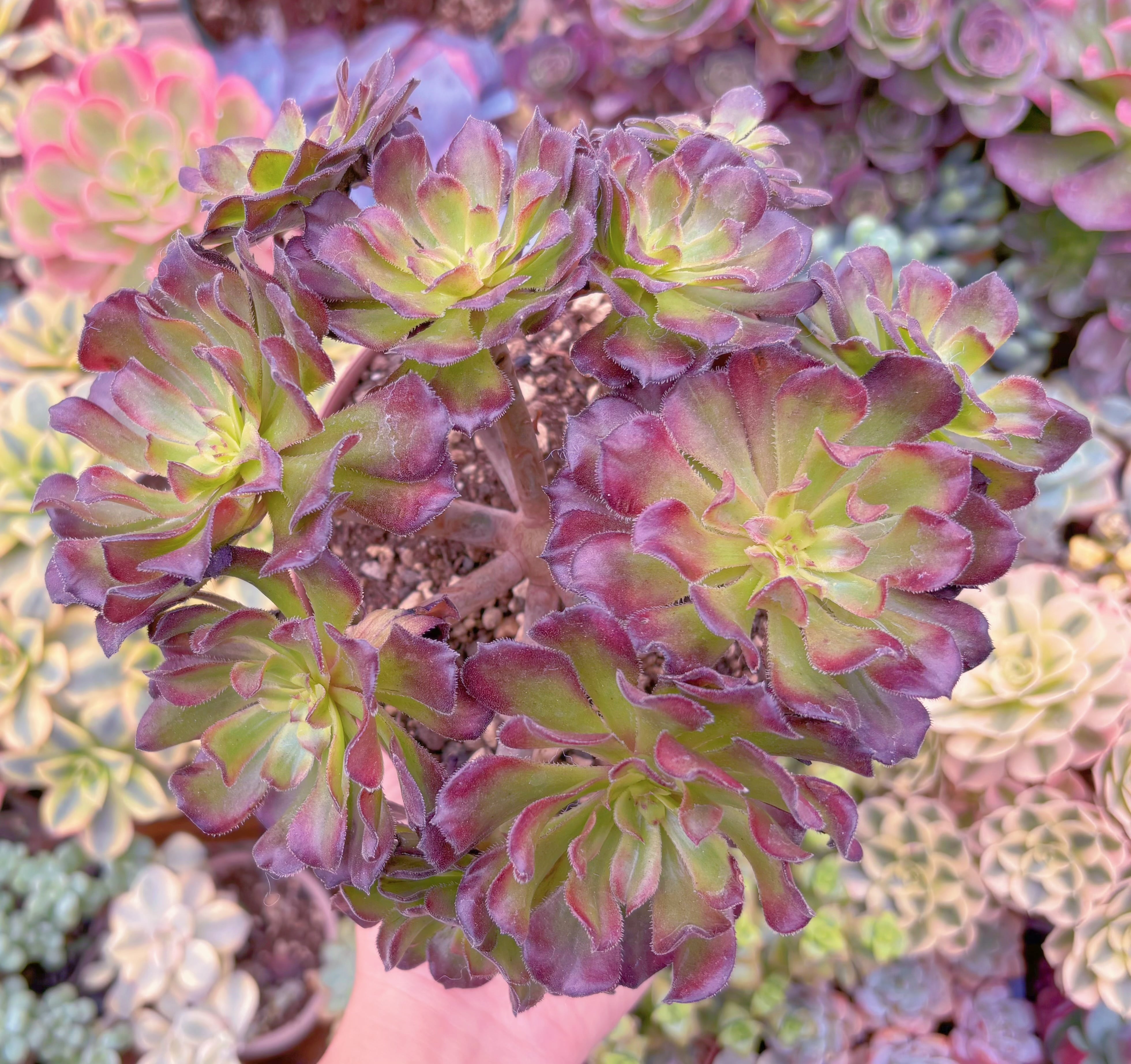 現品　新品種　フェラーリ#B54　特大群生　るる農園