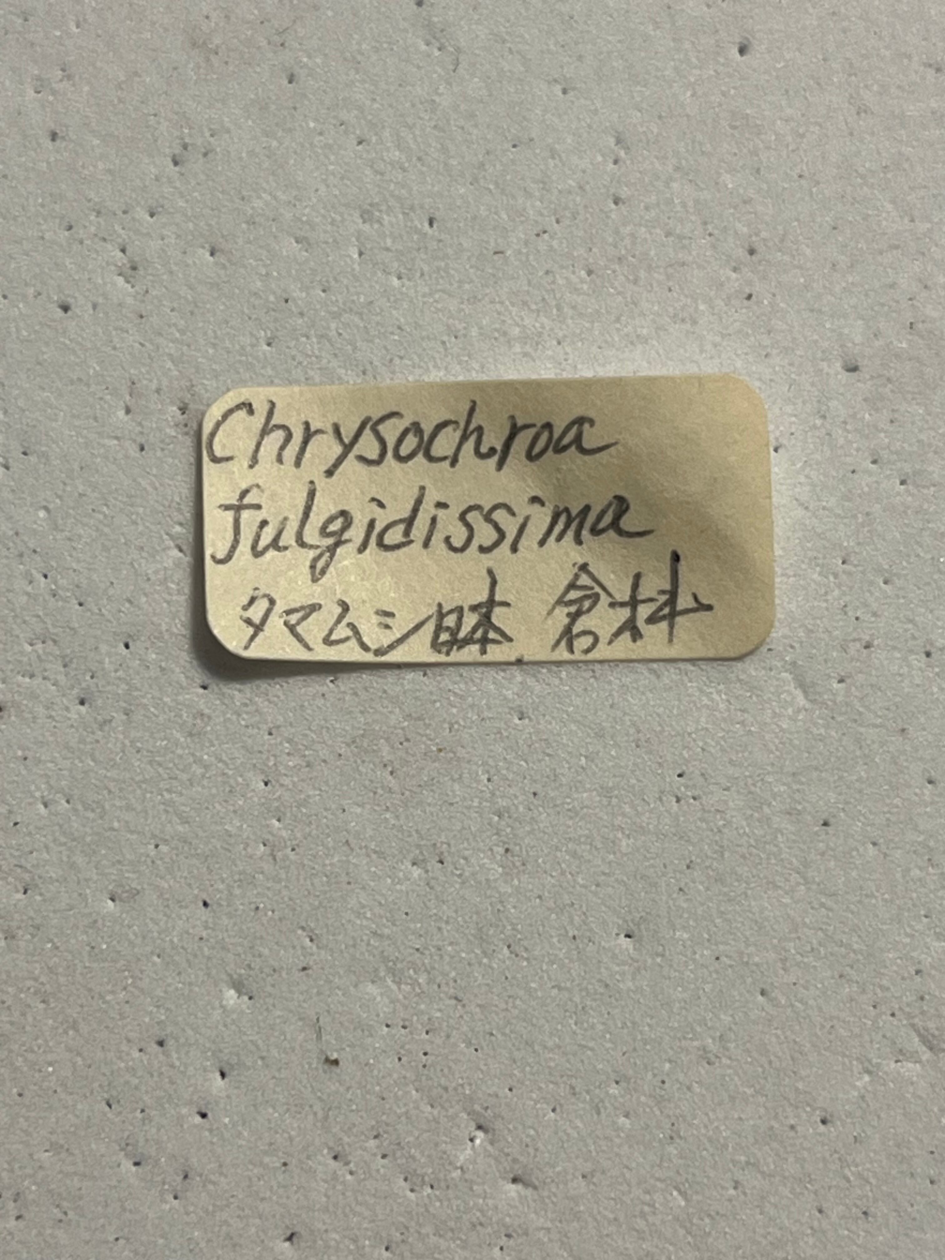 36mm】ヤマトタマムシ 標本 | オモニキチュウ