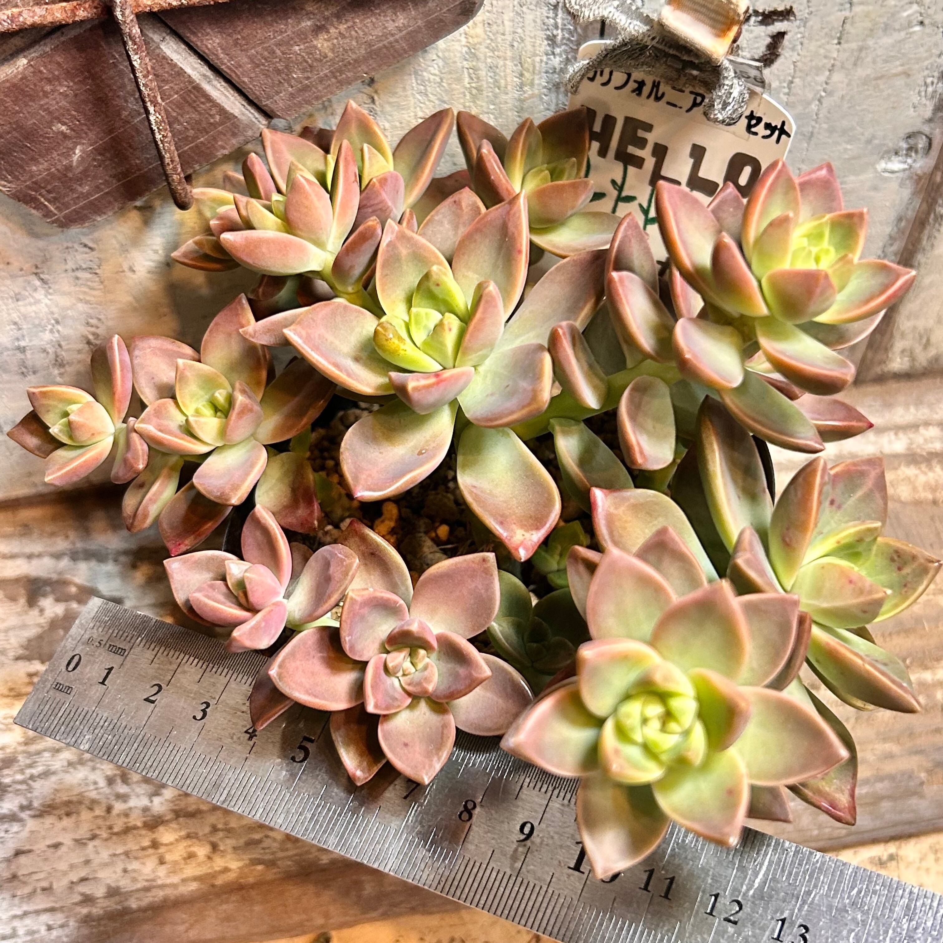多肉植物 カリフォルニアサンセット B)もりもり‼️カリフォルニアサンセット | RuPo 多肉植物専門店