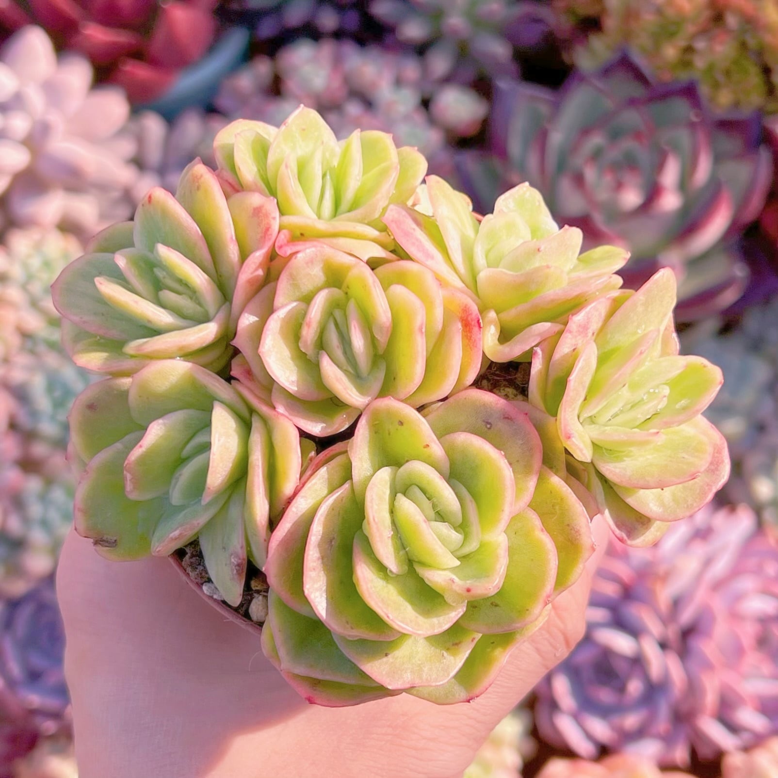 多肉植物　アイスラブリーローズ錦　群生　新入荷　るる農園