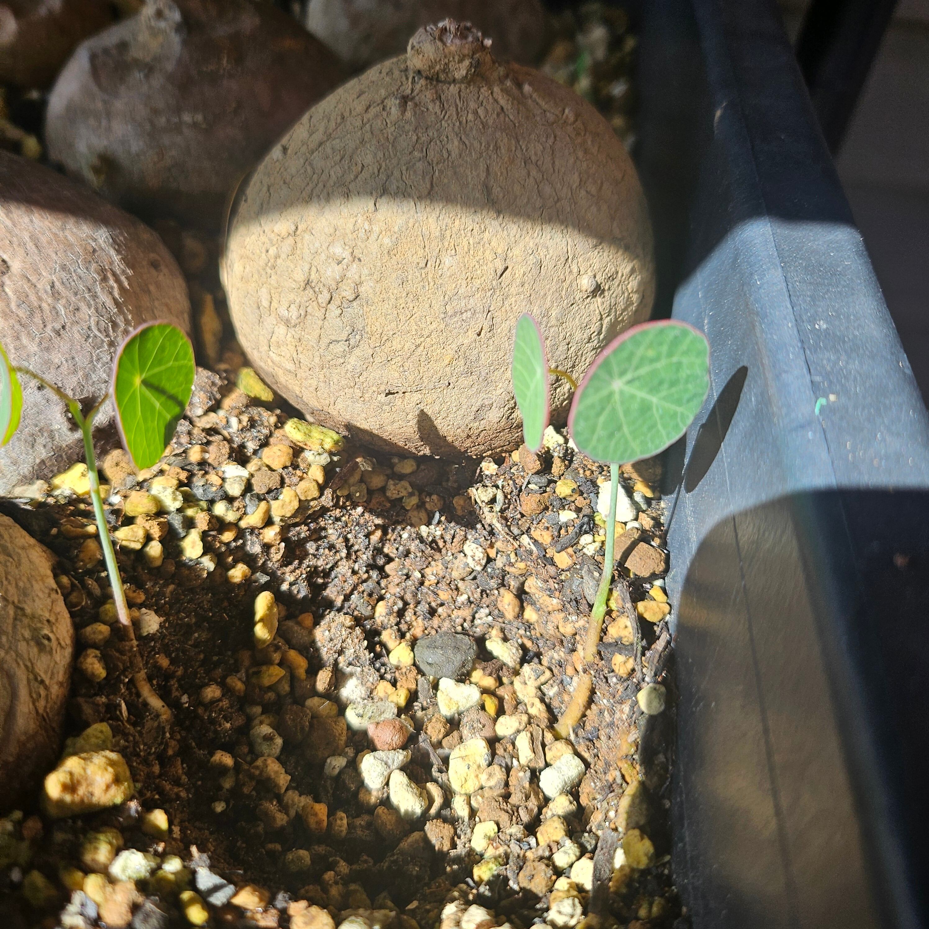 ♡種子10種♡〚ステファニア エレクタ〛Stephania Erecta / ステファニ