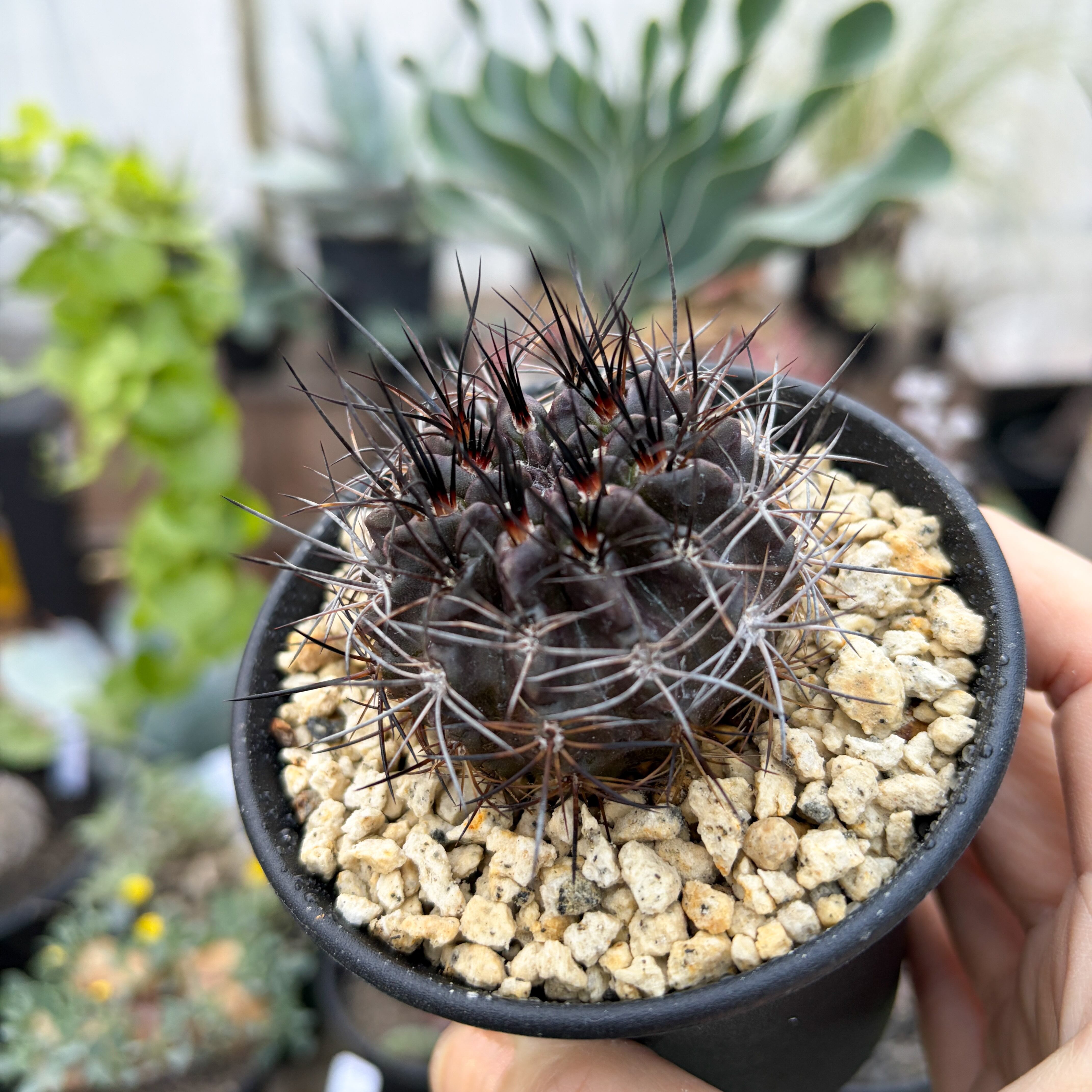 Neochilenia pulchella v.esmeraldana【ネオチレニア・プルケラ・実生