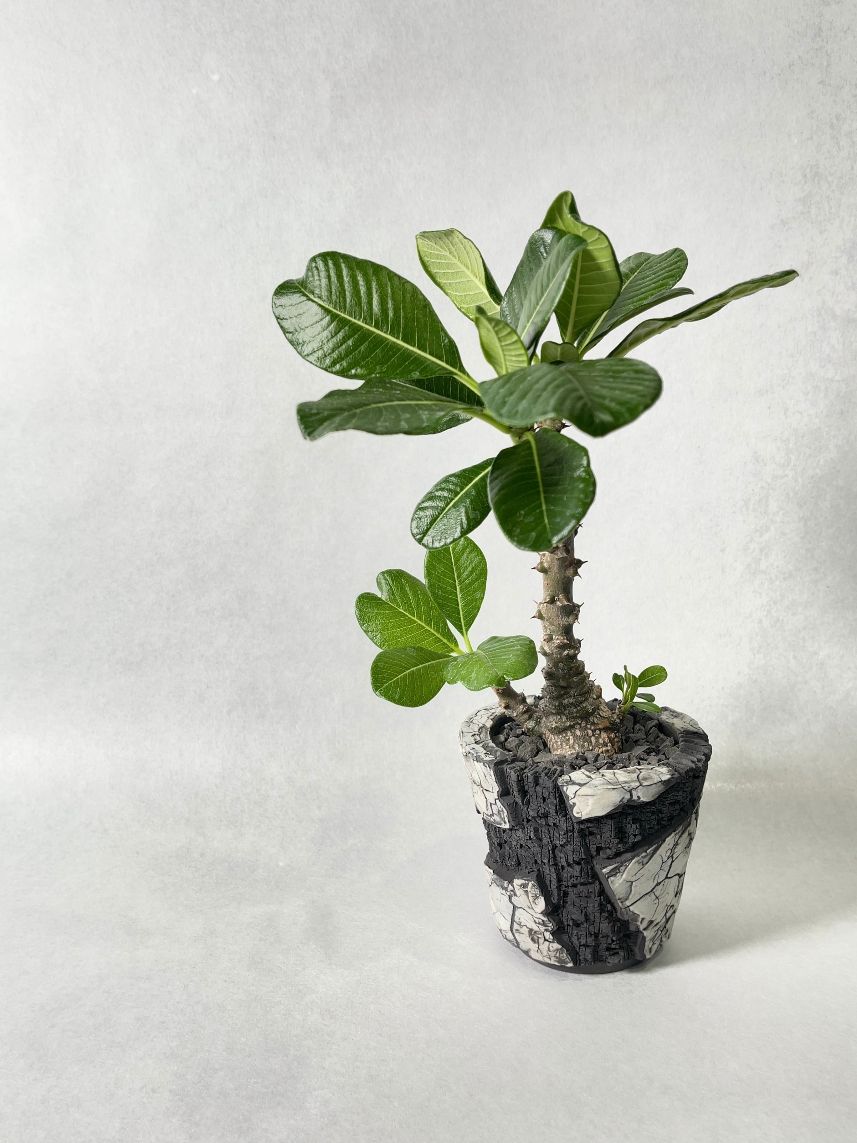 パキポディウム・ウィンゾリー | trigger