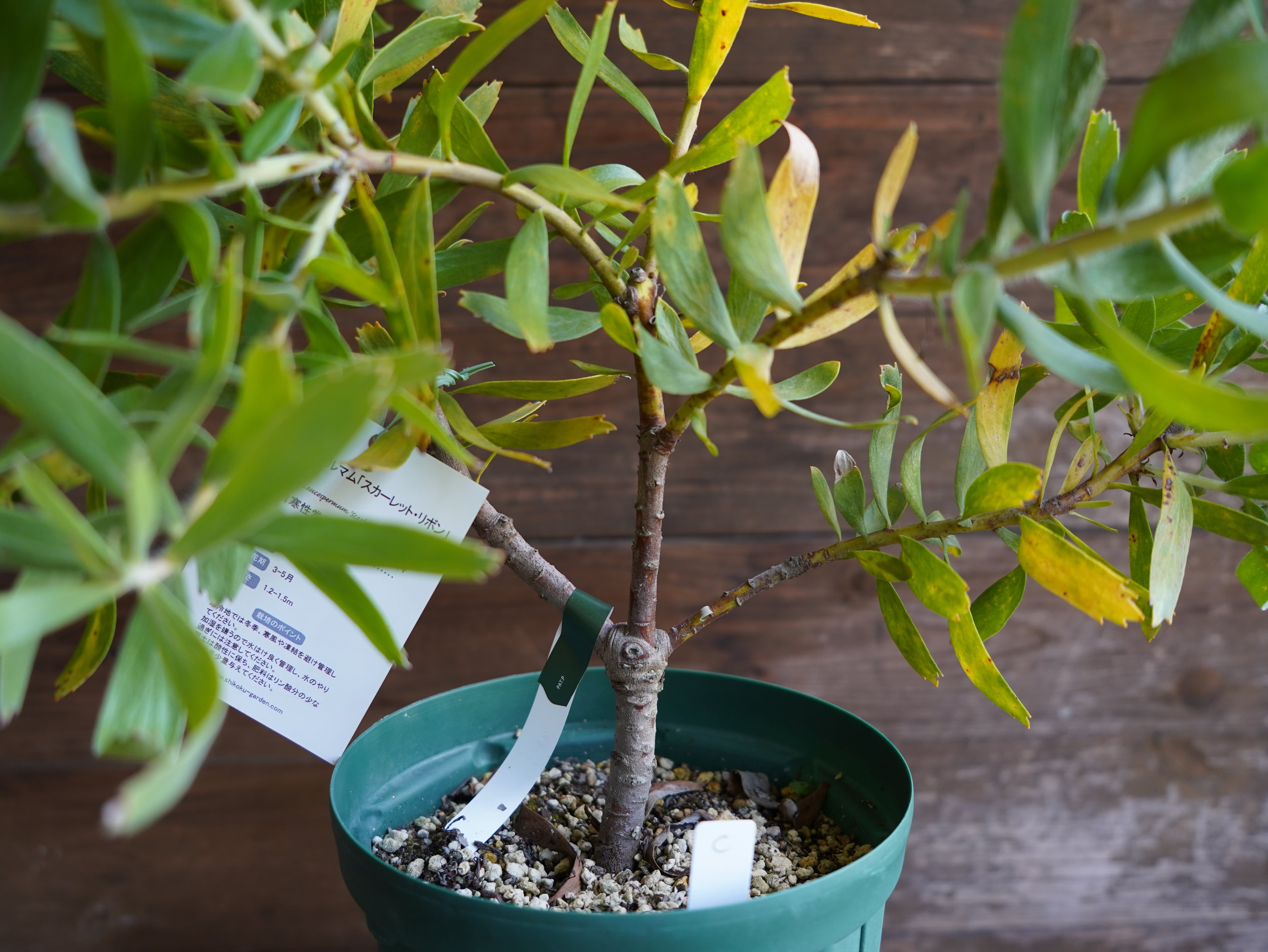 【現物】リューコスペルマム "スカーレットリボン"　C