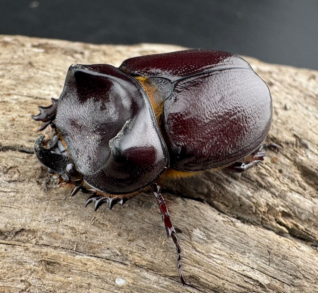 【WD】《クリイロムナコブサイカブト 32mm A'品ペア》