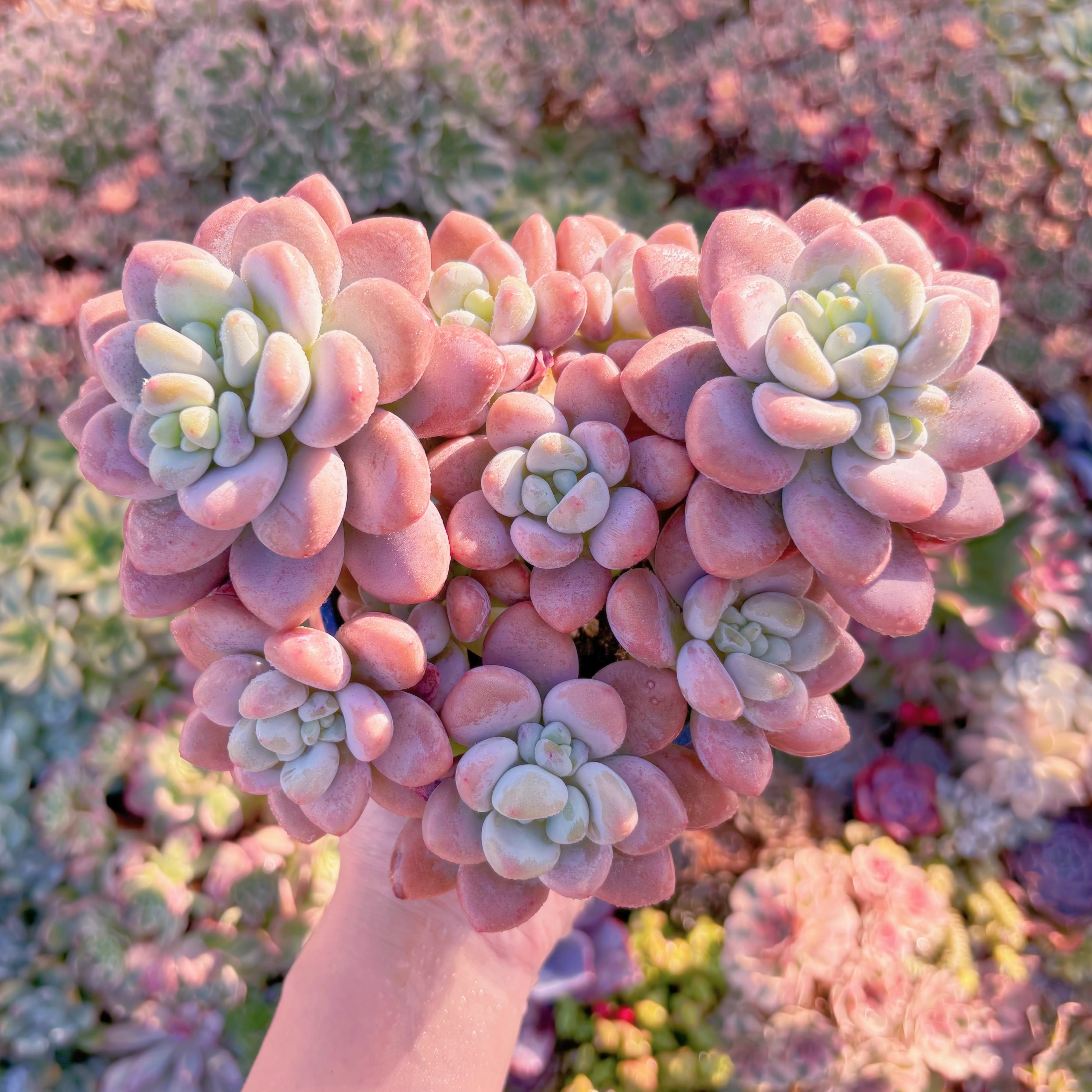 多肉植物　マカロン　特大群生　在庫僅少　新入荷　るる農園