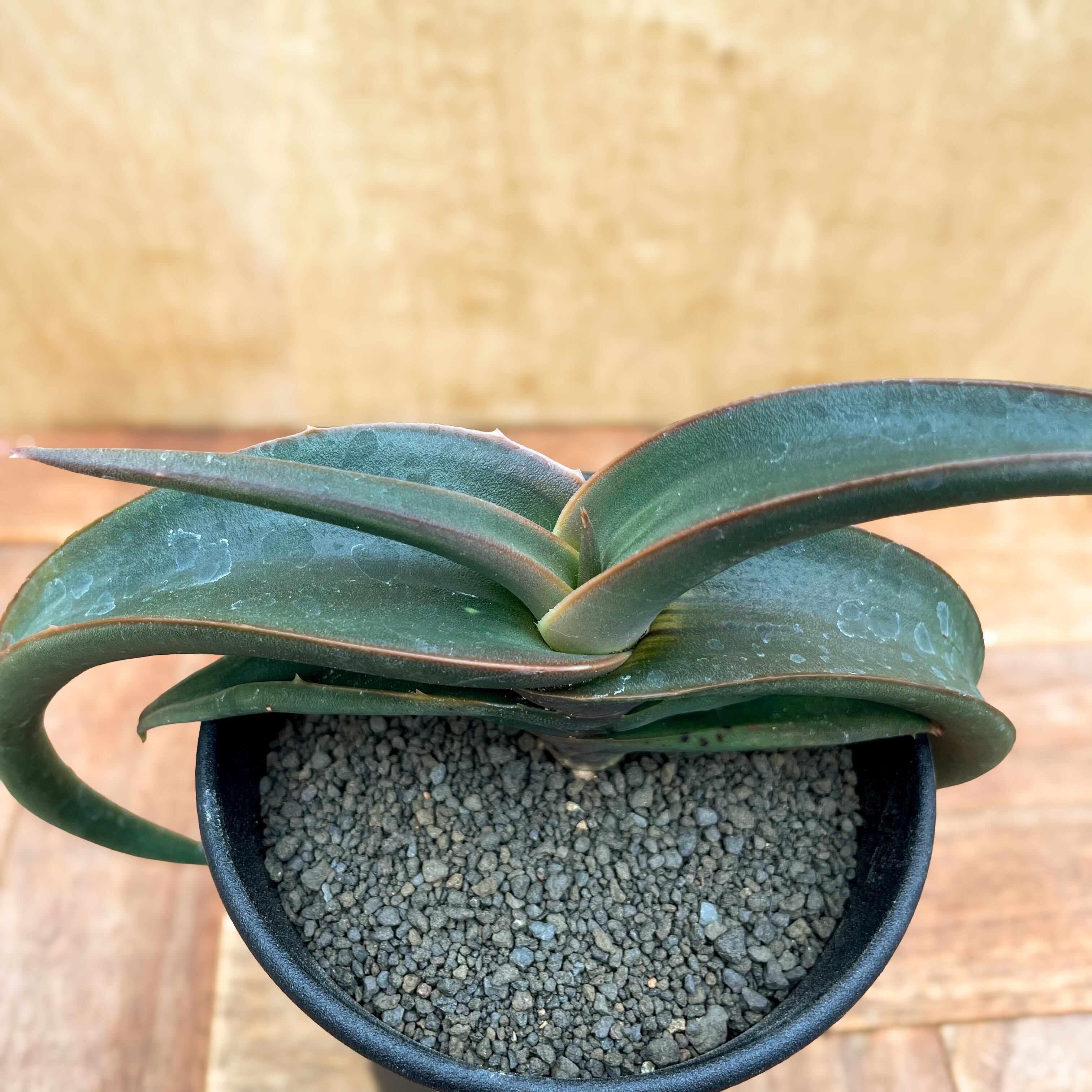 Aloe fleurentiniorum【アロエ・フロレンチニオラム】 | RIMO'S GREEN