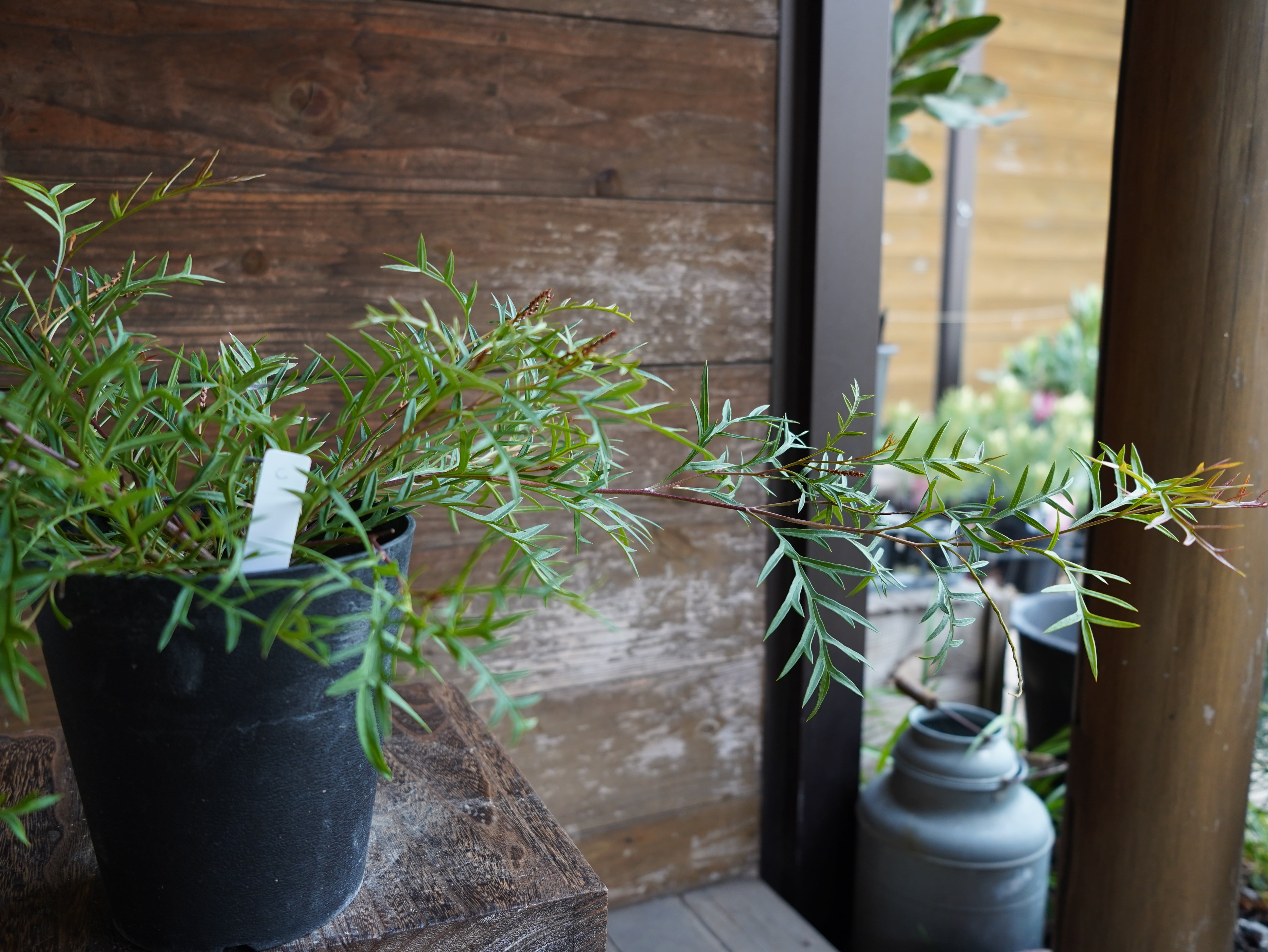 【現物】グレビレア ”ブロンズランバー” C